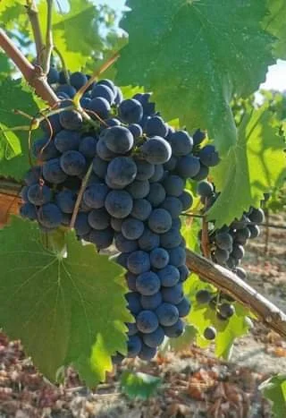 autumn grape harvest.jpg