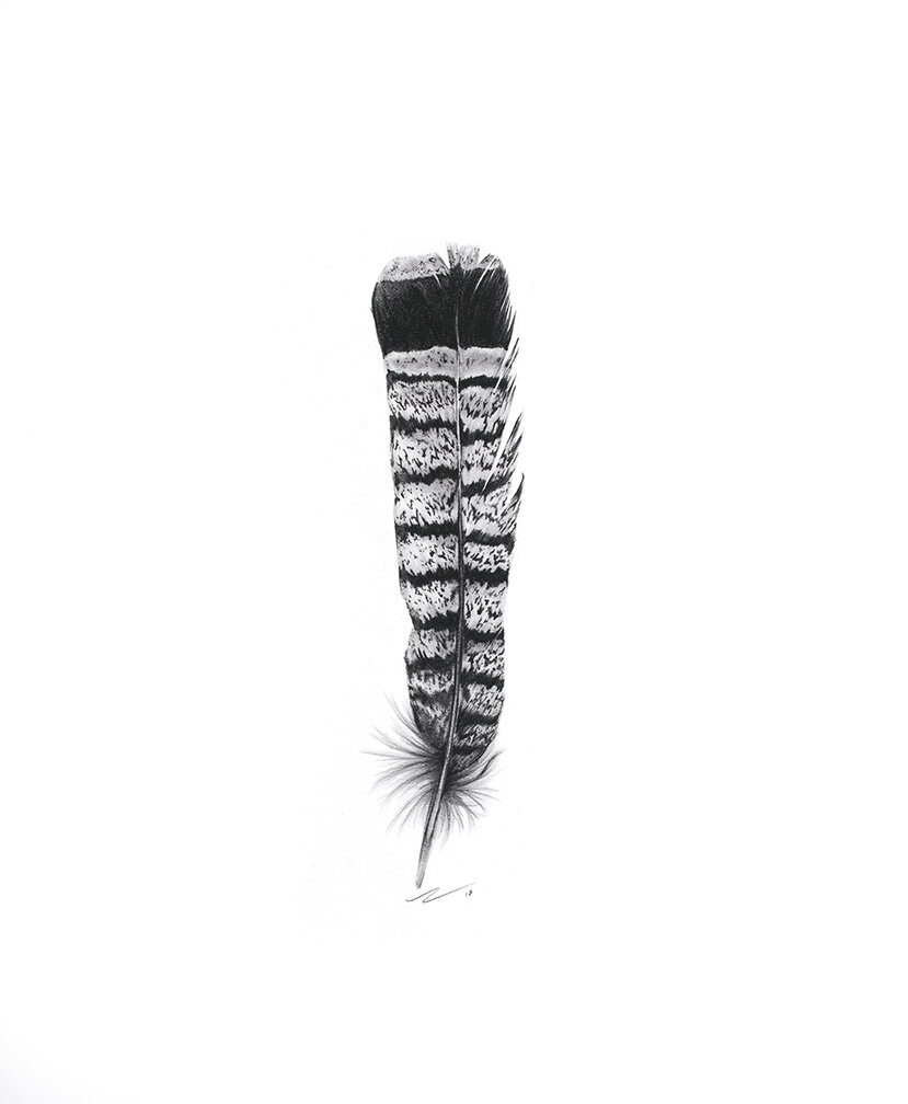 GrouseTailFeather_Web.jpg