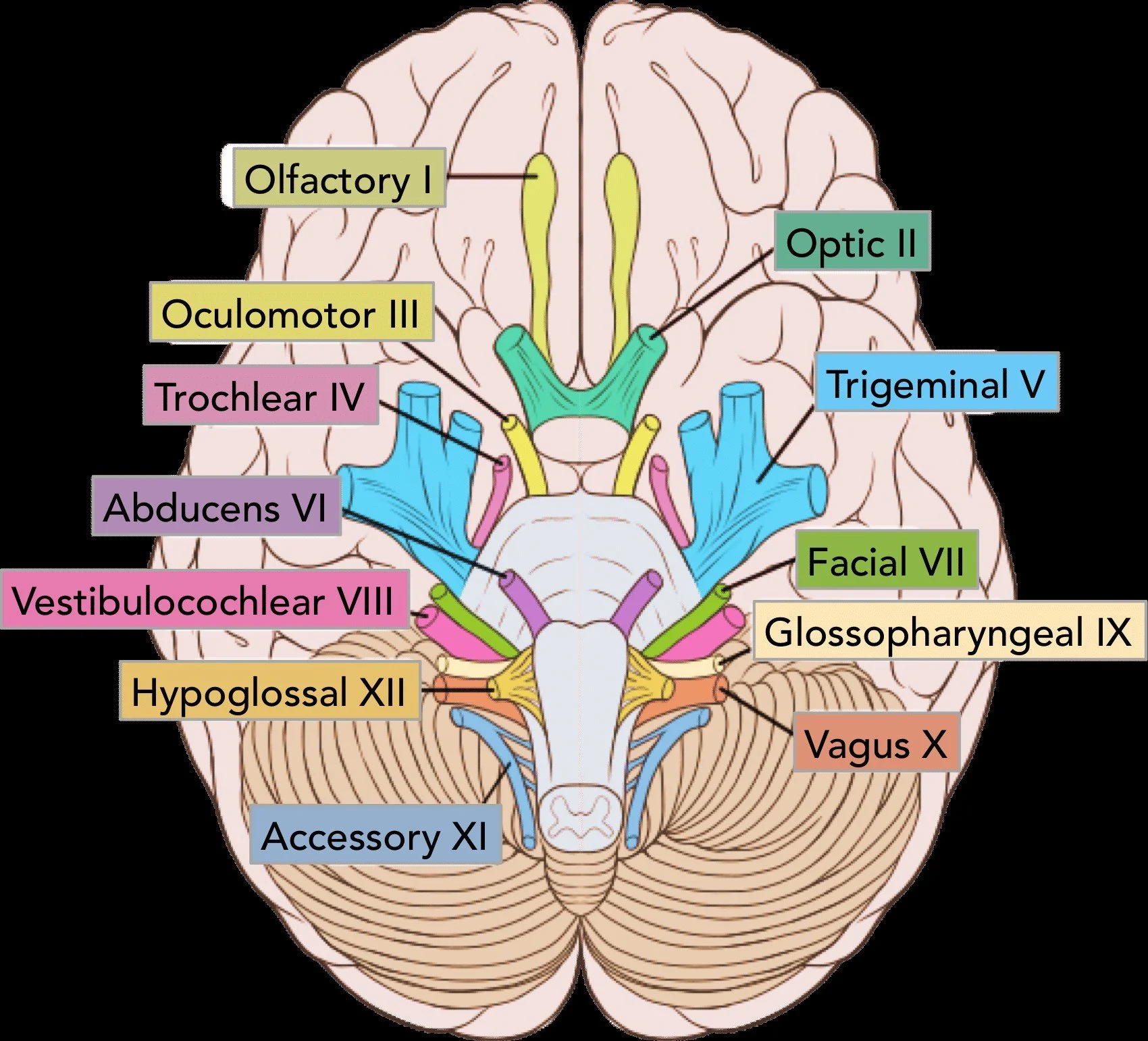 Why Care About Cranial Nerves?