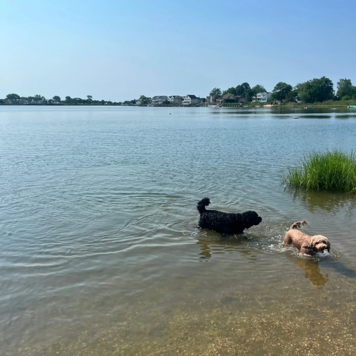 Paddle Out with your Pets!! Open 8:30am - 5:30pm
Last Launch at 4:00pm!!