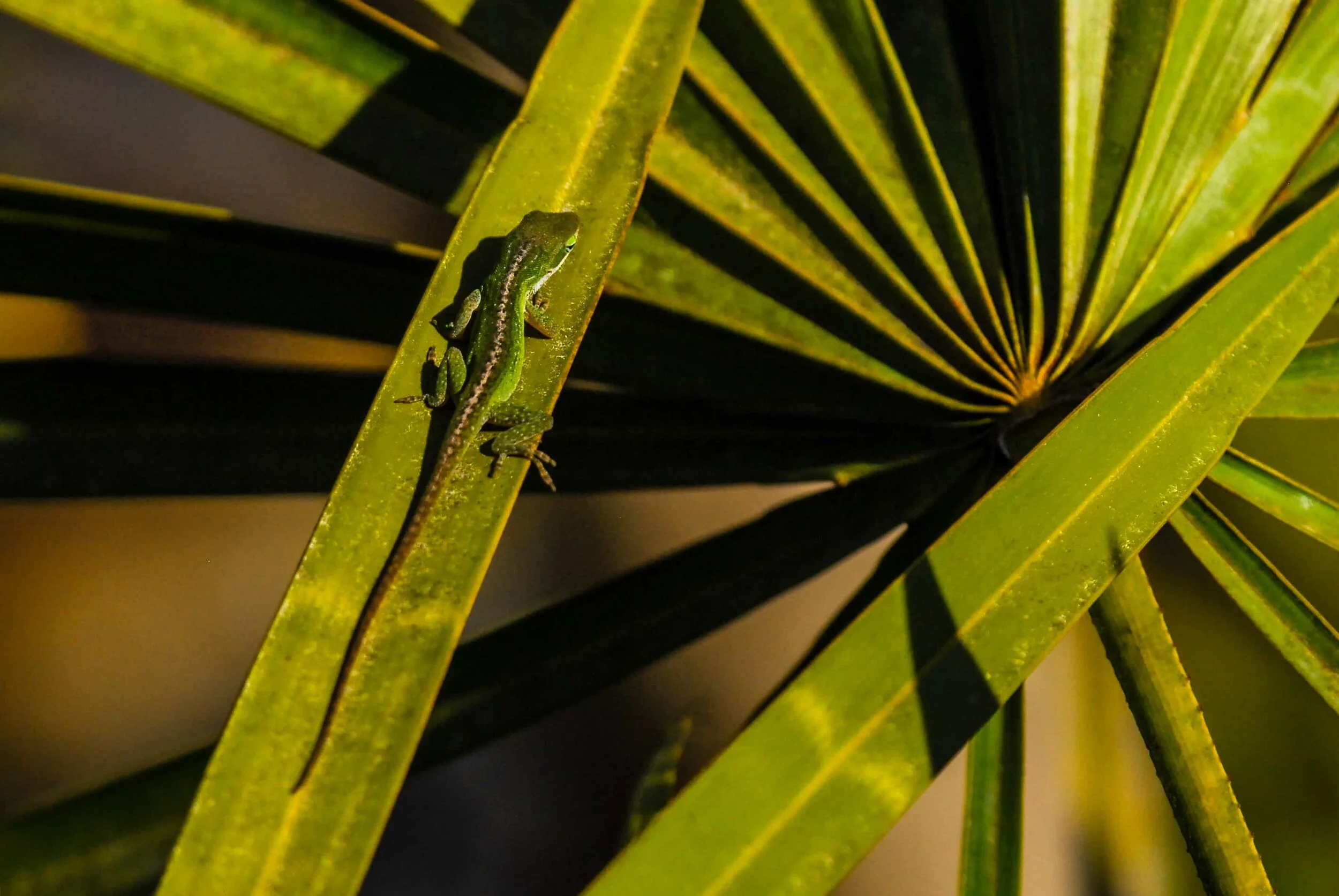 Palm Lizard.jpg