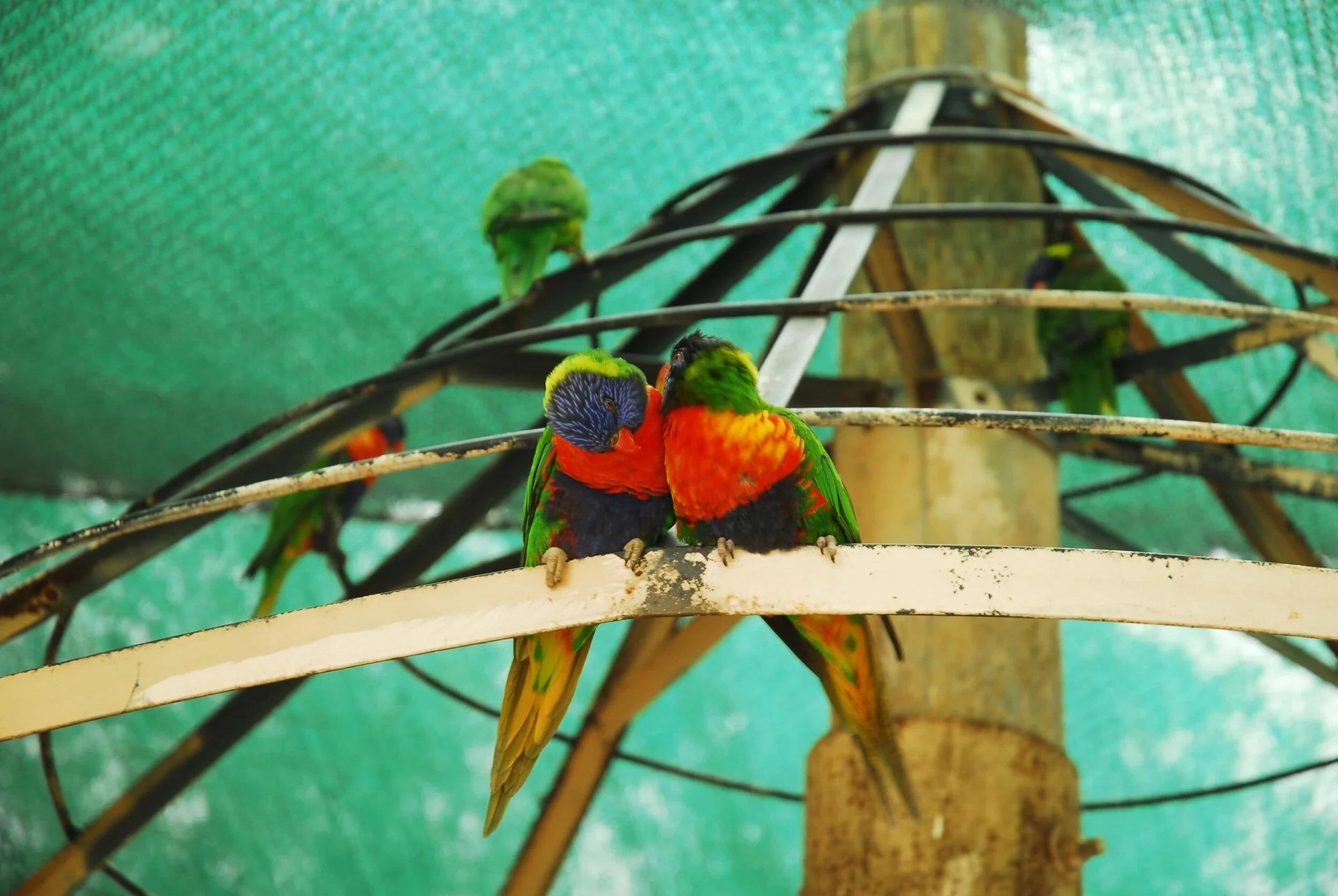 LoveBirds-SanAntonio-ForPrint.jpg