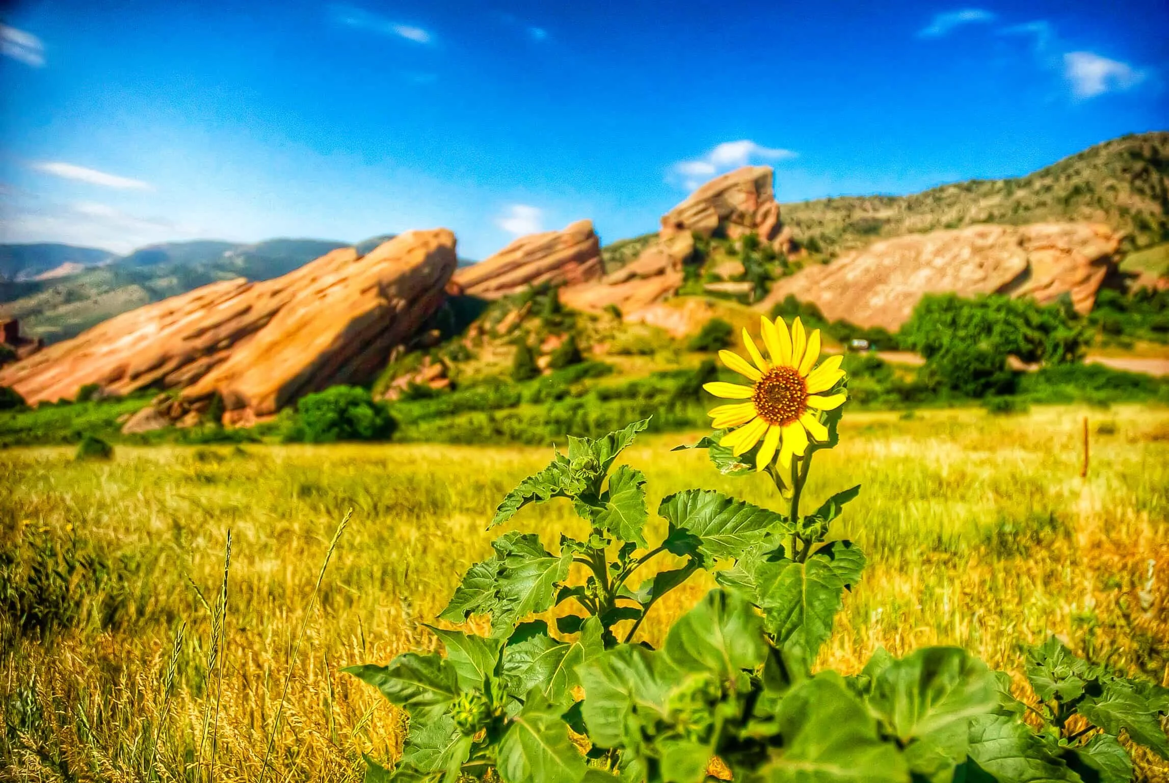 Solitary Sunflower.jpg