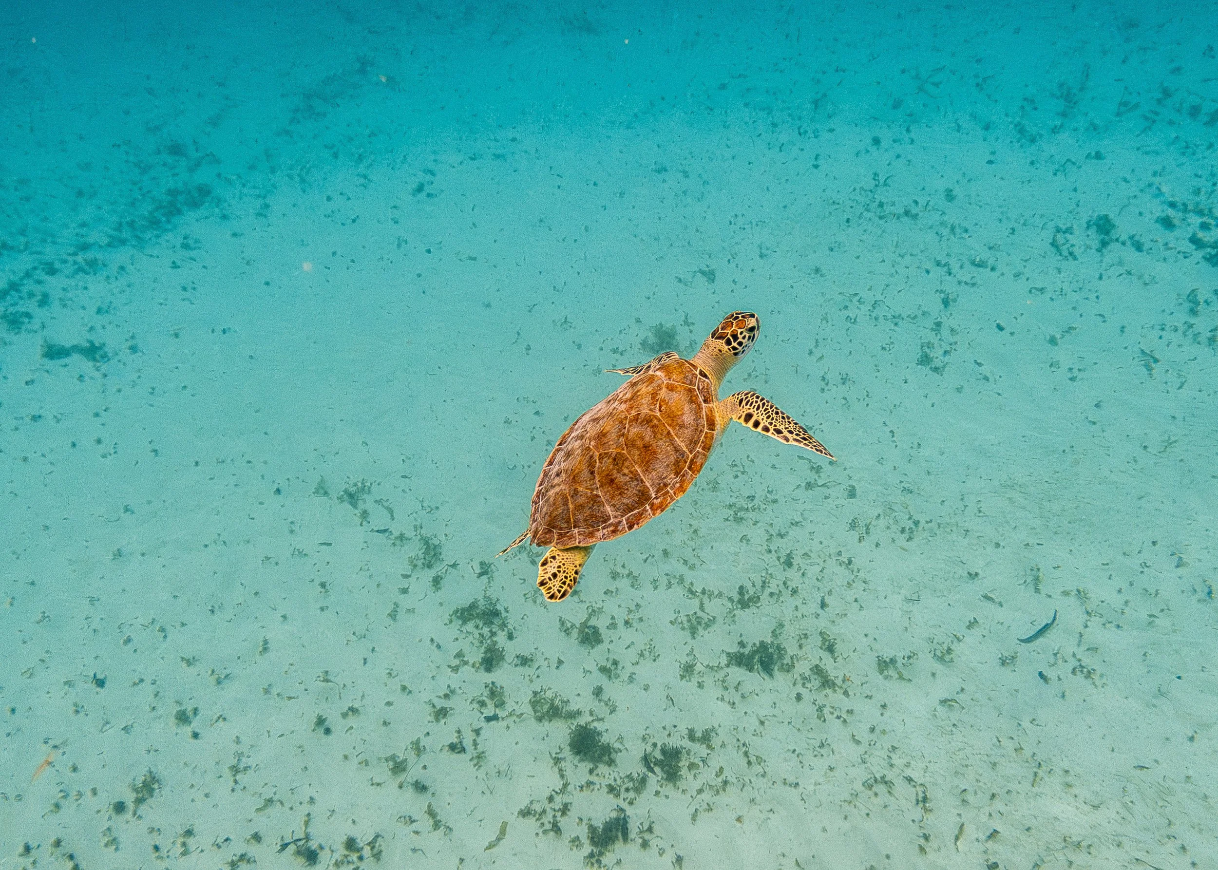 5.23.2026 Barbados GoPro-14.jpg