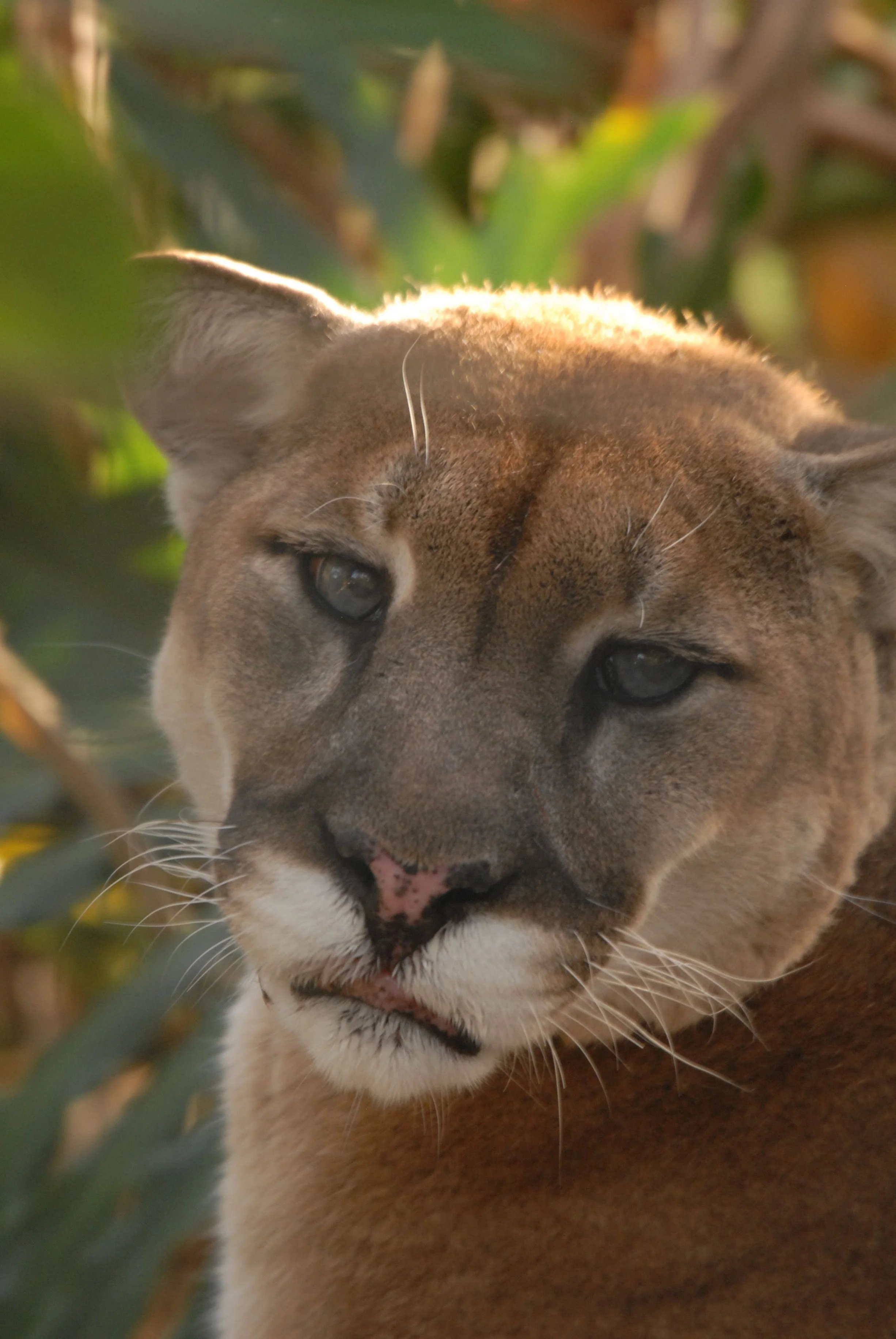 Florida Panther.jpg