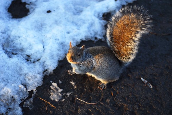 AlexLaneyPhotos-SnowSquirrel-NiagraFalls2013.jpg