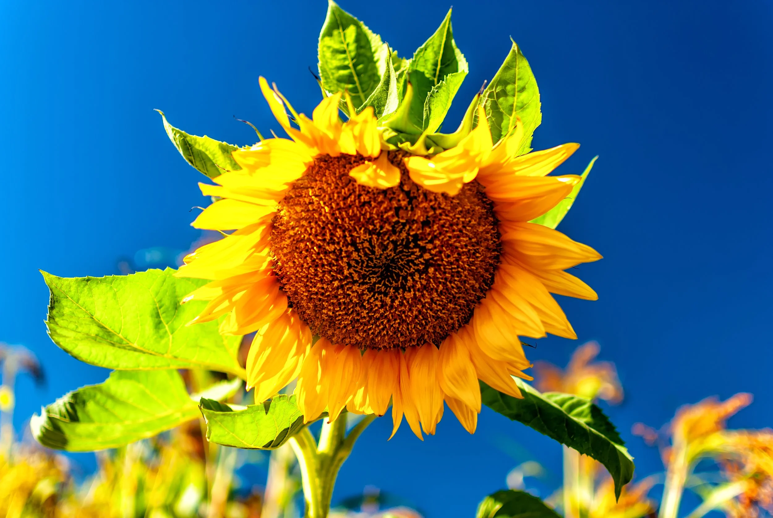 10.13.18 Pumpkin Patch-29.jpg