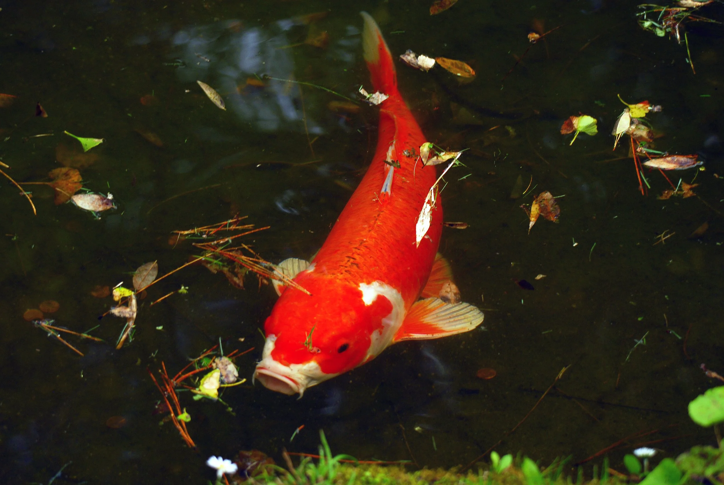 San Francisco Orange Koi Fish 2012 For Print.jpg