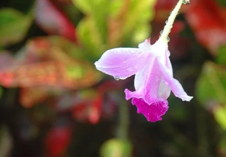 AxLaney_OrchidAfterRainCostaRica_2010.jpg