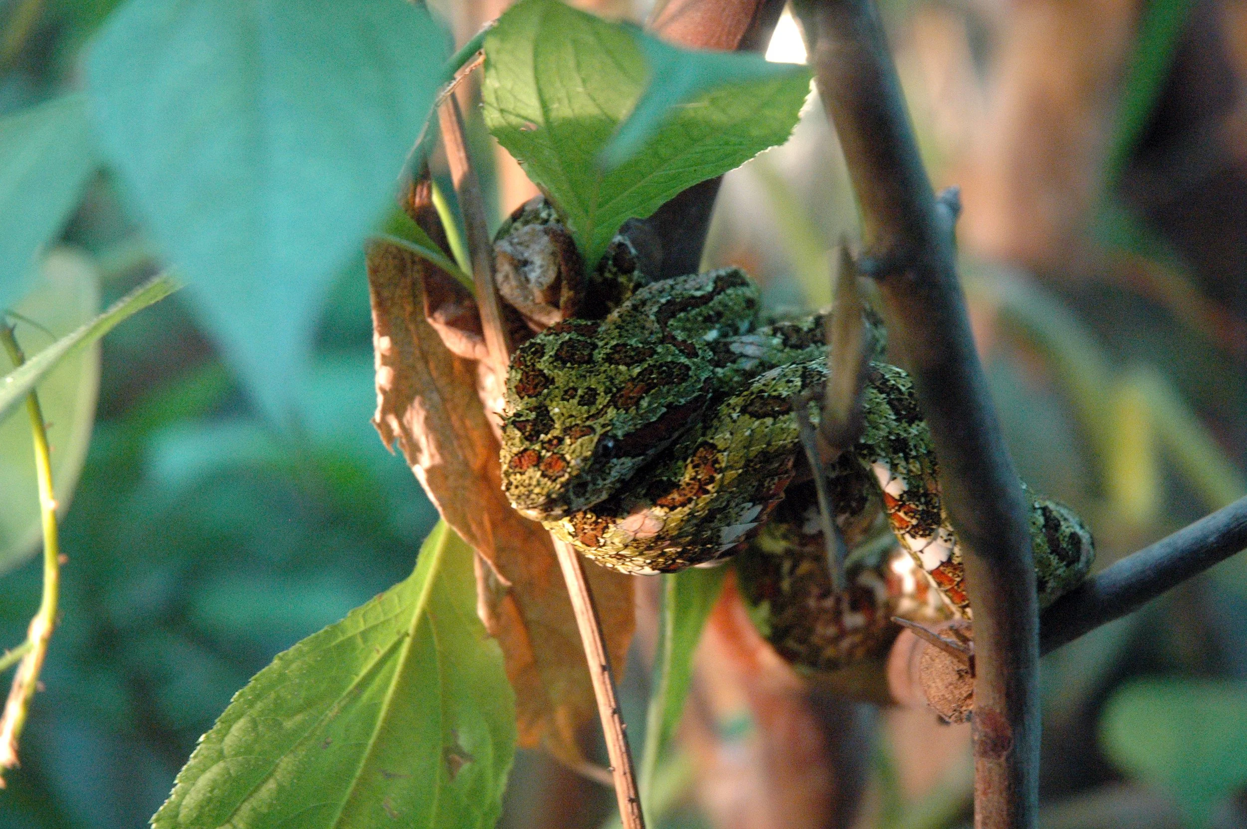 Eyelash Pit Viper Costa Rica 2010.jpg
