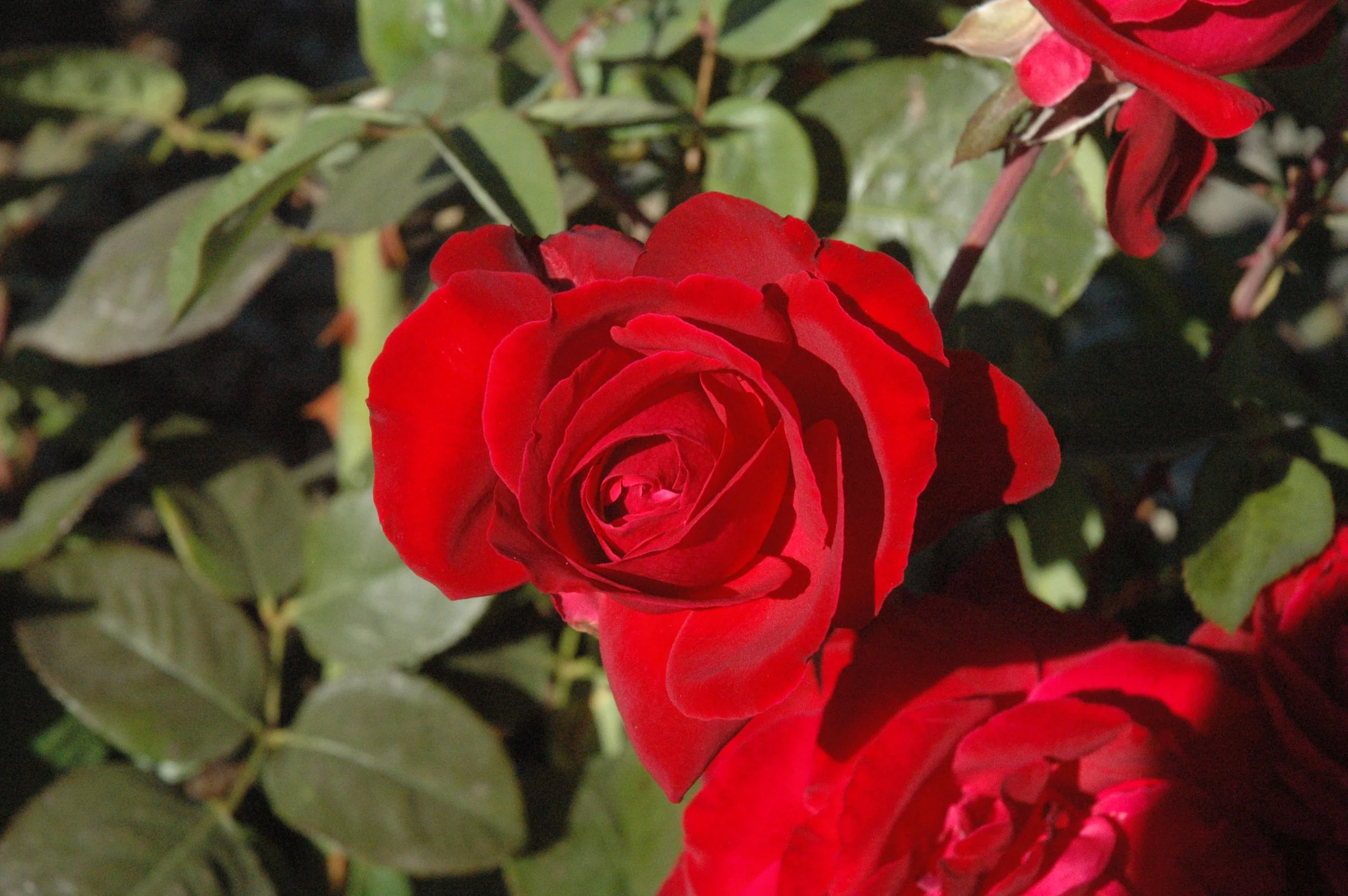 DSC_0058.jpg