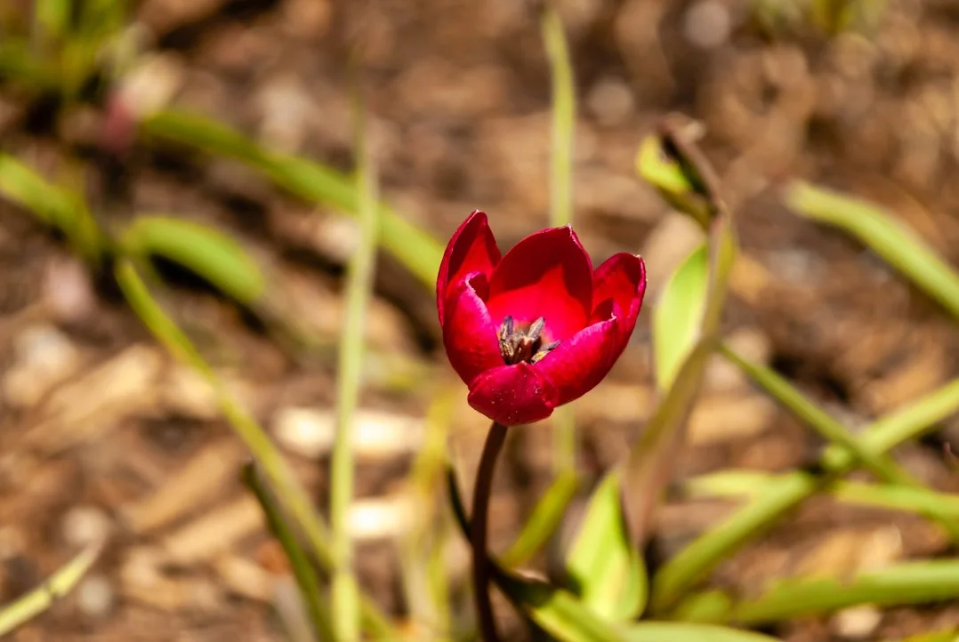 Family Photos 5.4.18 -5.jpg