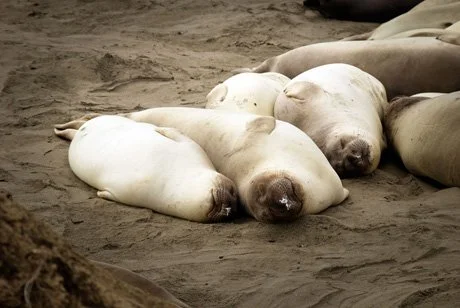 AxLaney_SealBeach_2012.jpg