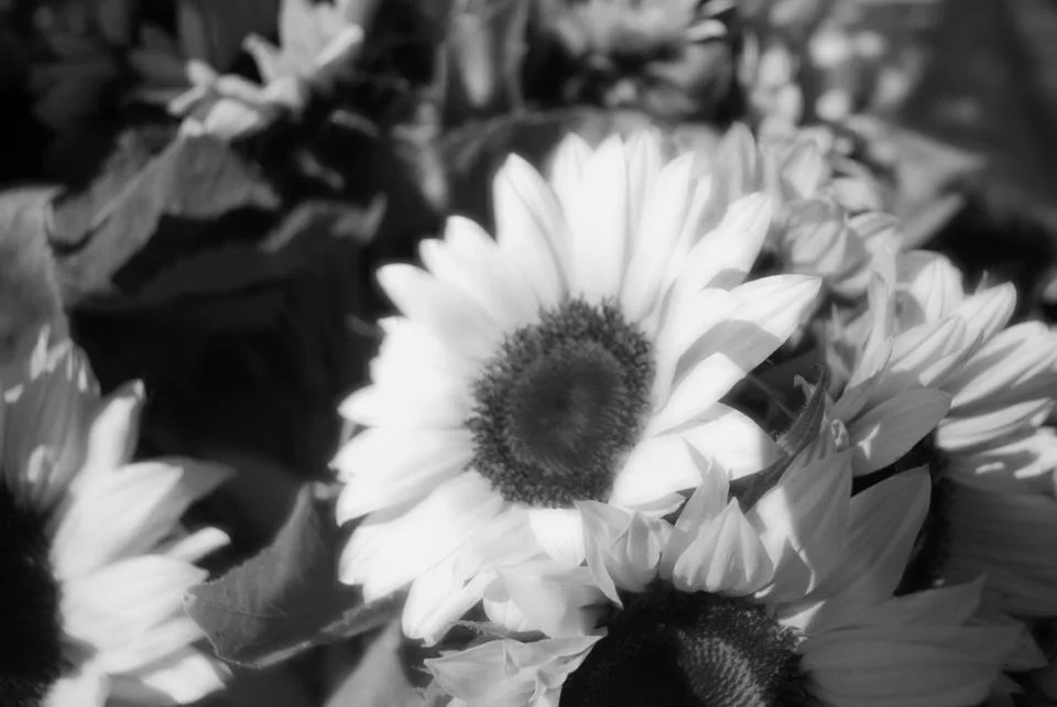 Soft Sunflower.jpg