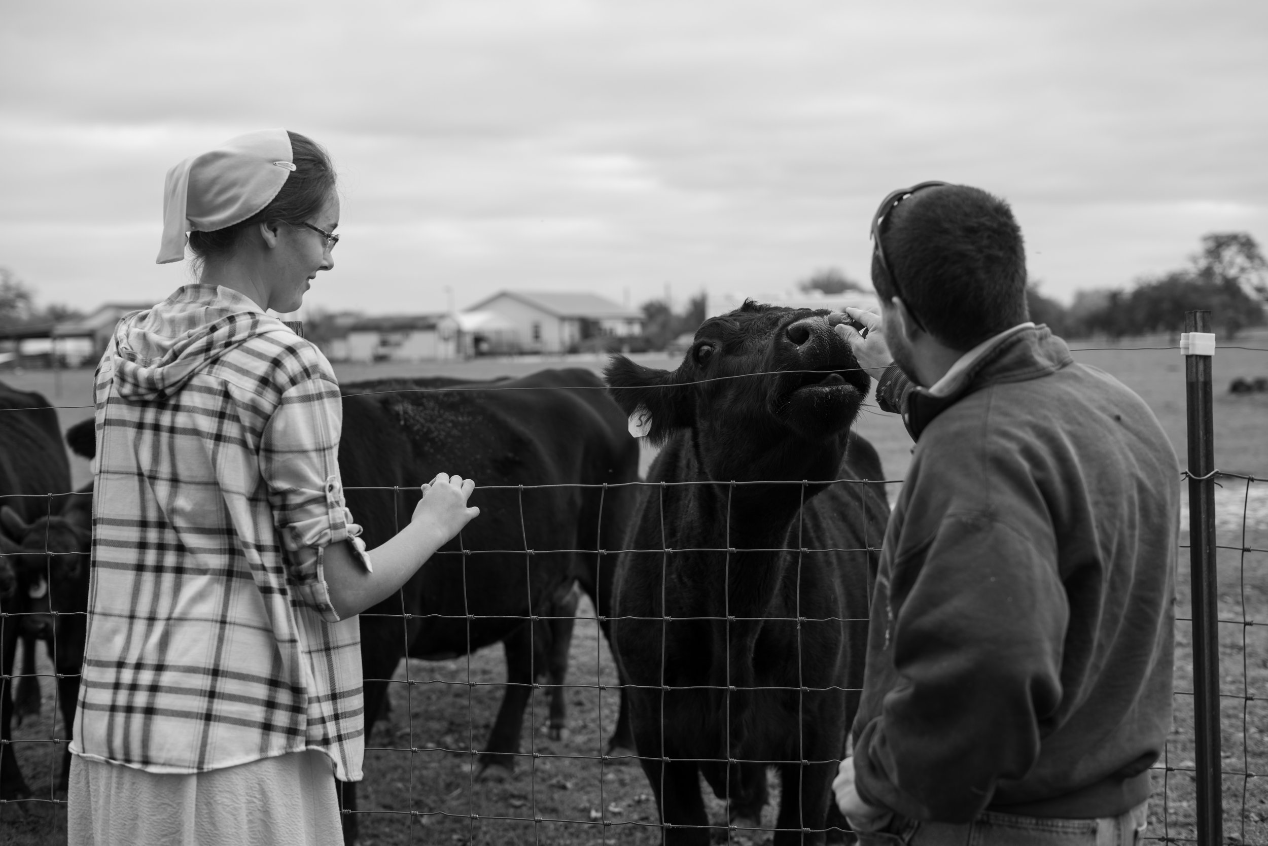 Feeding The Cows 12112022_006.jpg