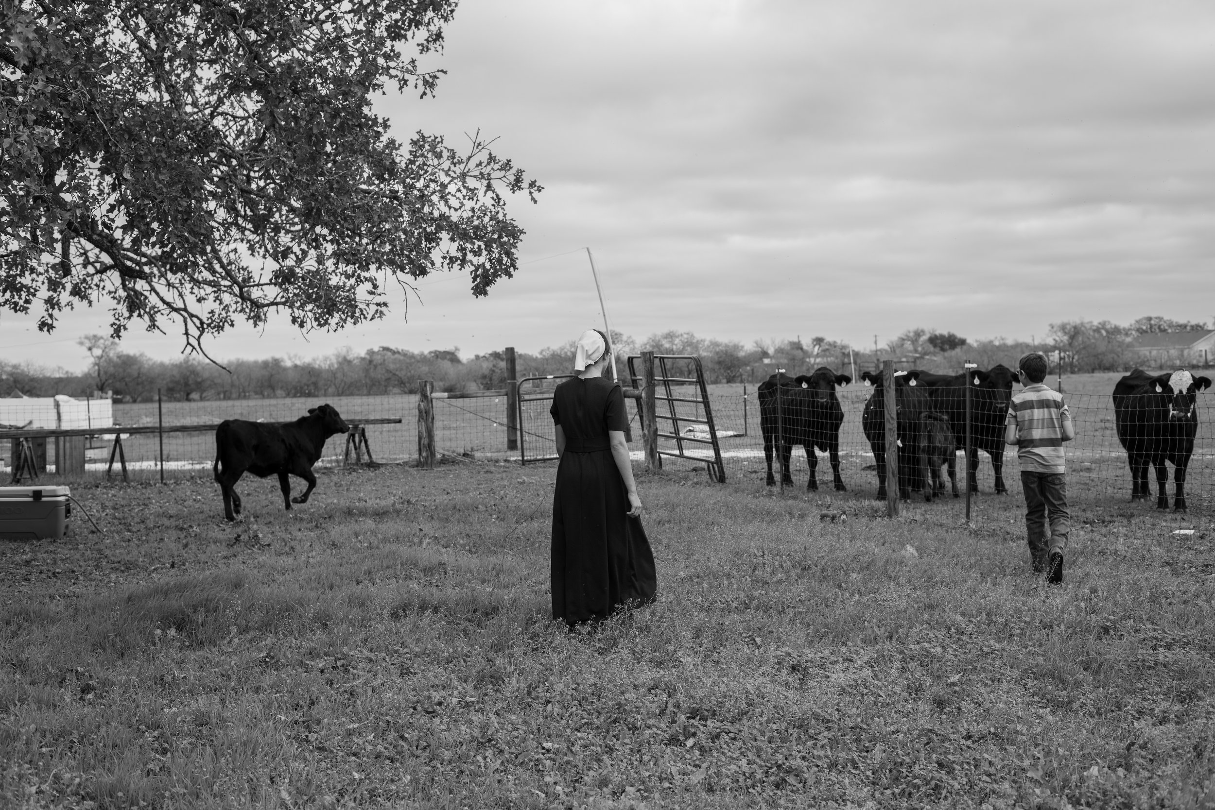 Visiting the Cows By The Church12112022_005.jpg