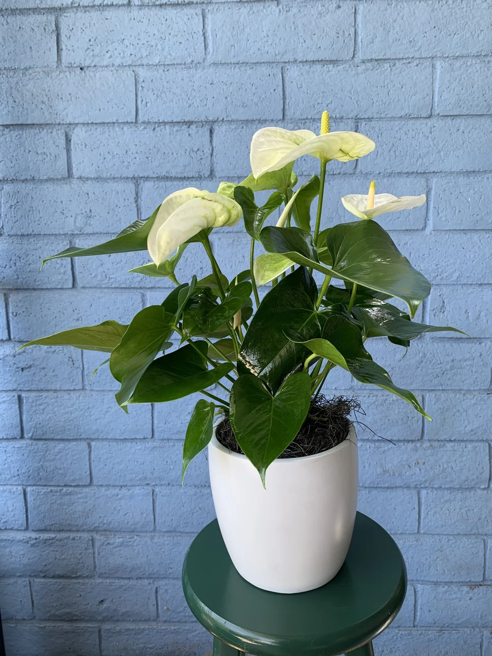 aglaonema black anyamanee Aglaonema ' Anyamanee ' Super White for Sale