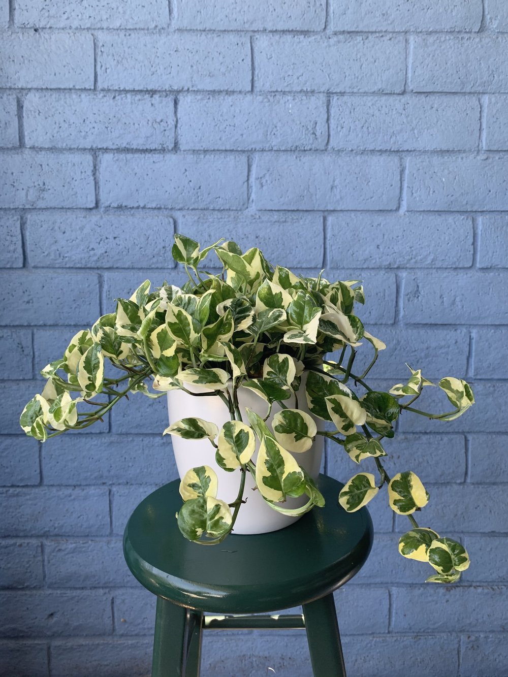 plant lamp for indoor plants LetPot 60W LED Grow Light for Indoor Plants  Full Spectrum Smart Light