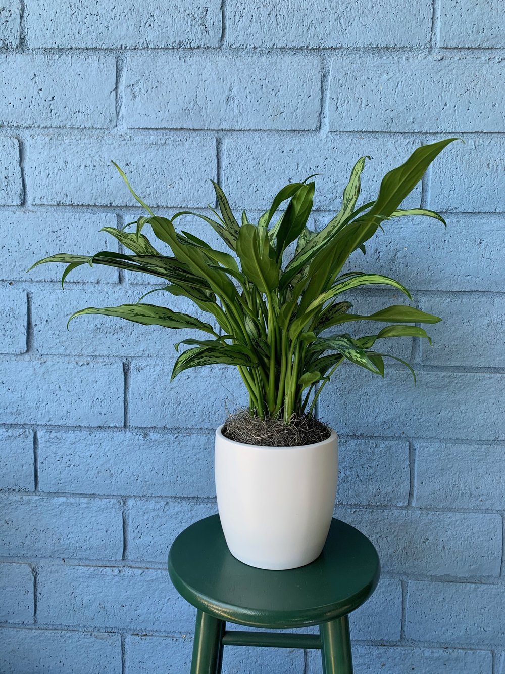 Aglaonema Cutlass 6"  Reliable Plant Service, Inc.