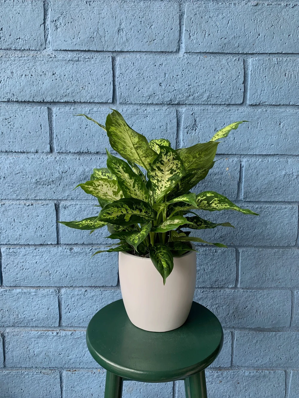 tiny jade plant Crosby's Compact Jade (dwarf jade plant) main image 1