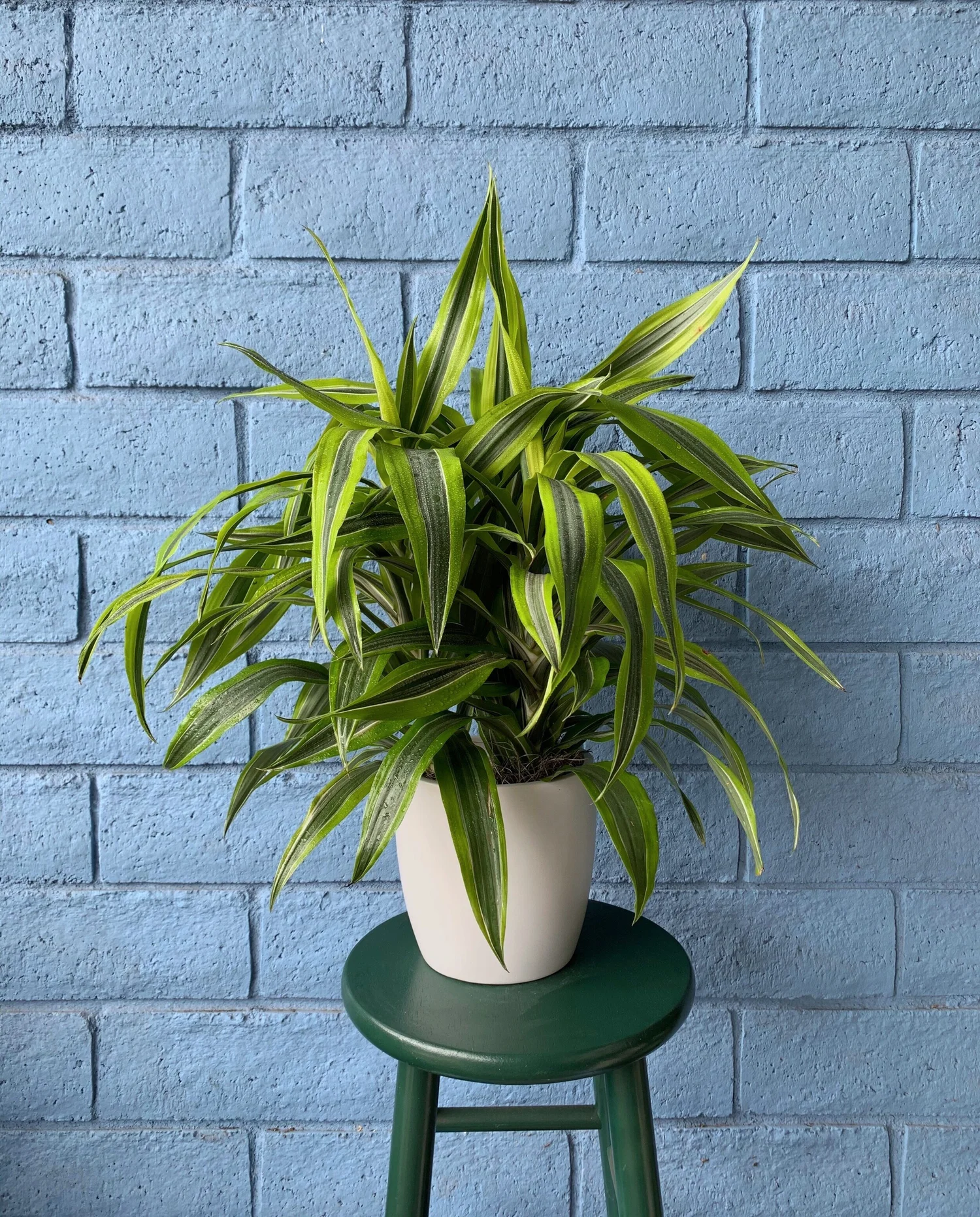 Dracaena Lemon Lime  Reliable Plant Service, Inc.