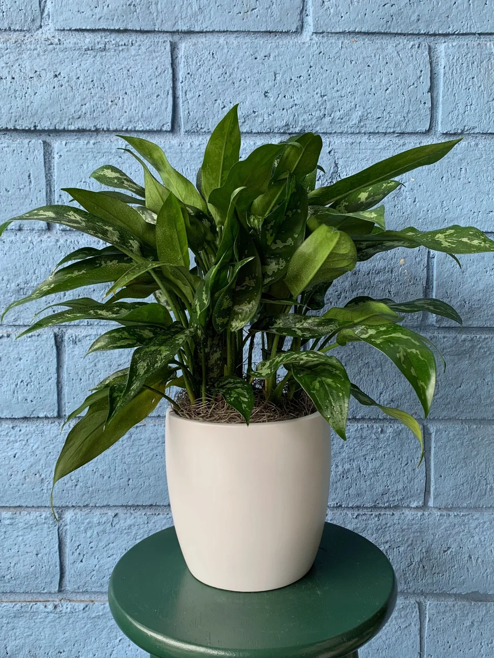 jade plant crassula ovata Jade (Crassula ovata) – Baton Rouge Succulent Co main image 0