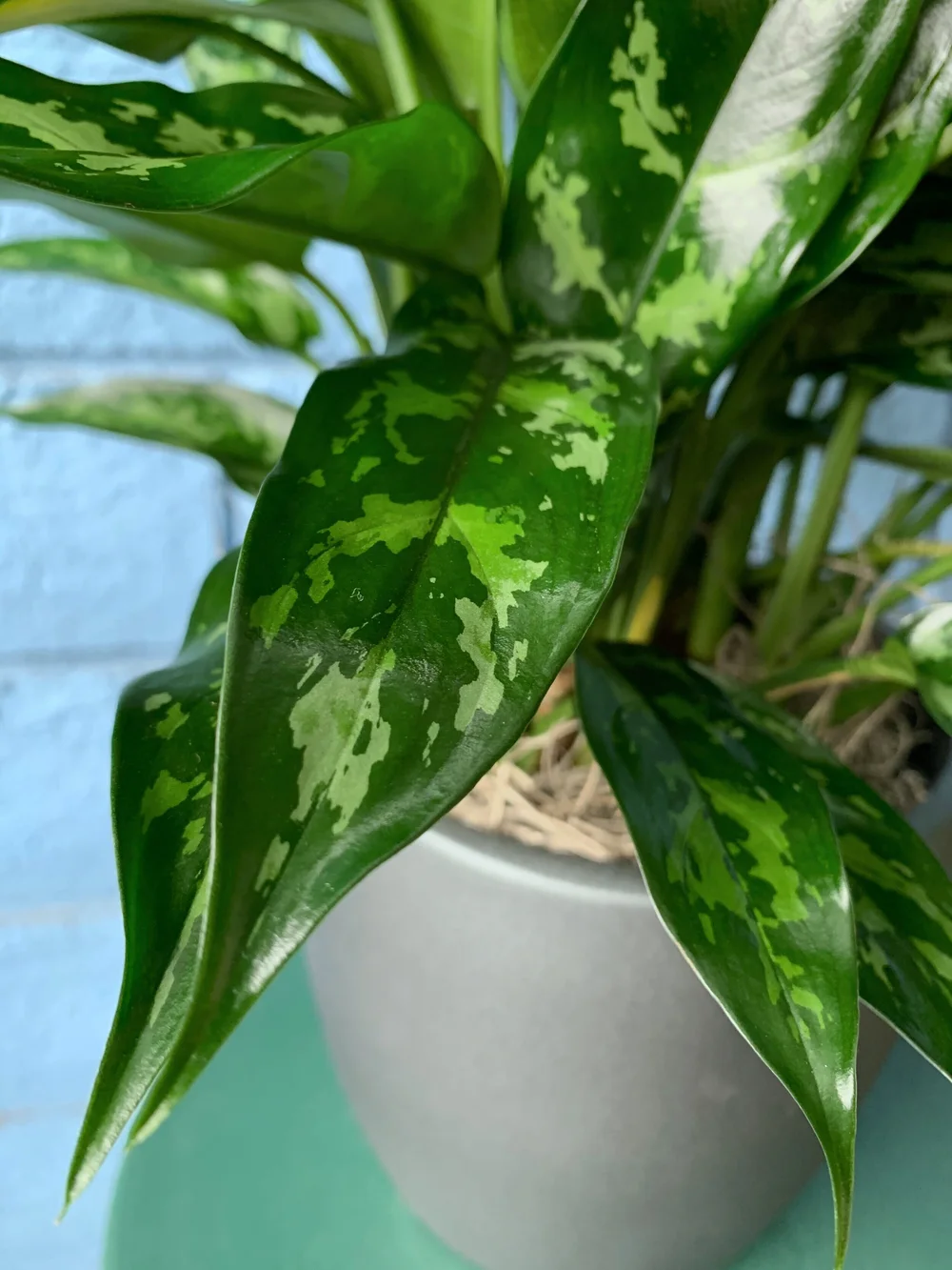 small fiddle leaf fig Fiddle Leaf Fig Tree | Ficus Lyrata