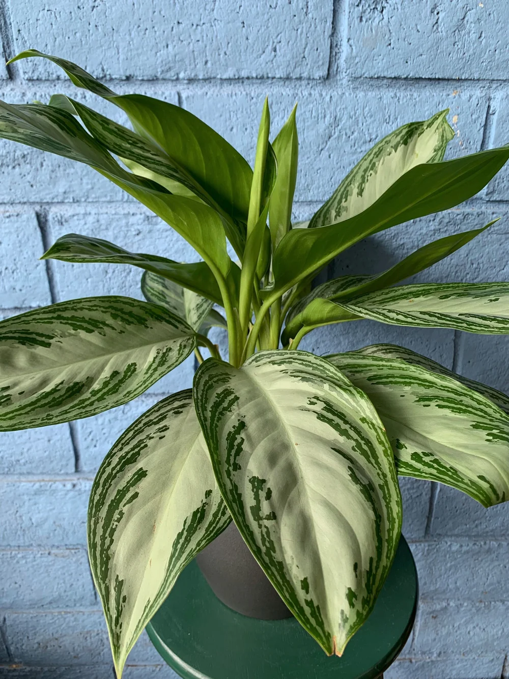 Aglaonema Silver Bay  Reliable Plant Service, Inc.