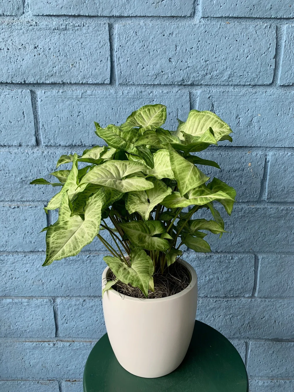 pothos golden plant Golden Pothos (Epipremnum aureum) Bare Root -- Aquatic Arts main image 1