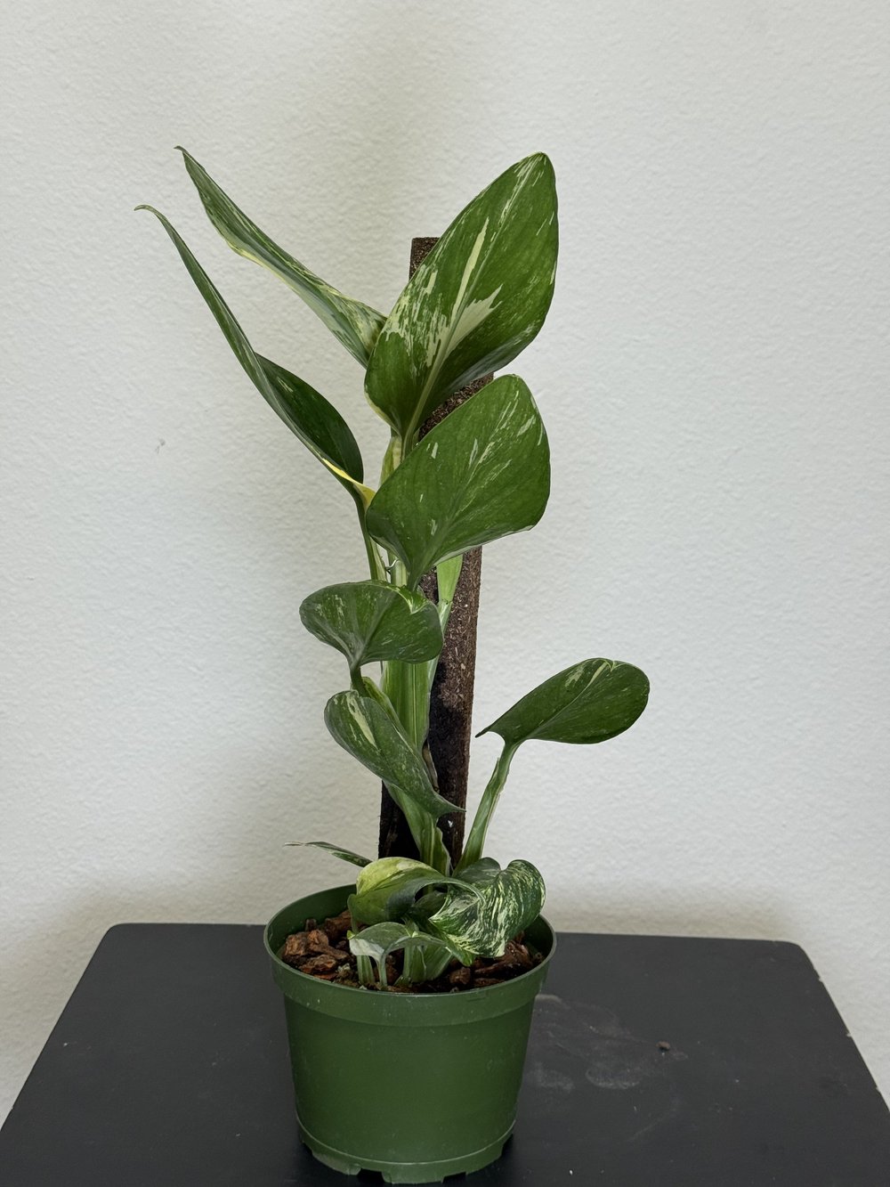 ligustrum texanum hochstamm Ligustrum japonicum 'Texanum' (Waxleaf Privet/ Texas Privet) – Ricardo's  Nursery