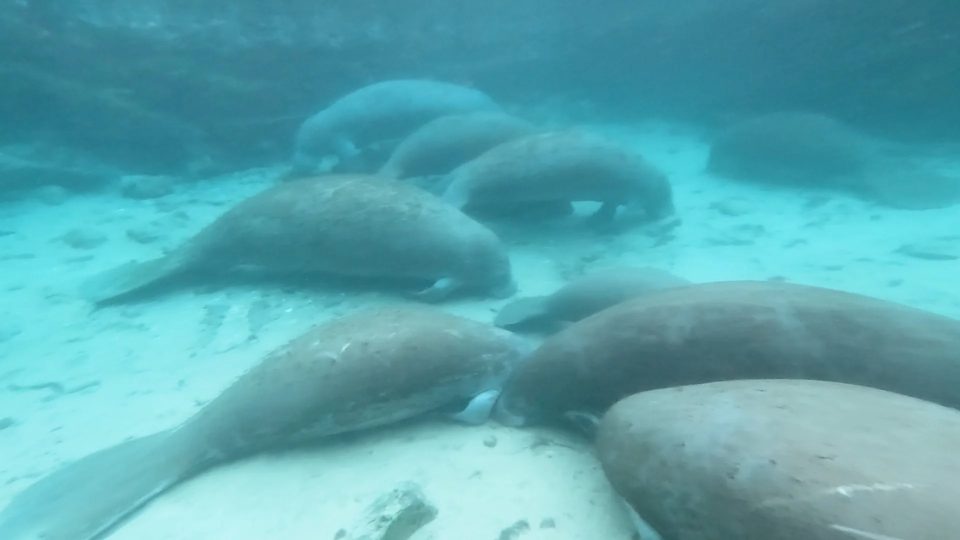 A group of manatees huddled together on the sandy floor of a Crystal River warm spring