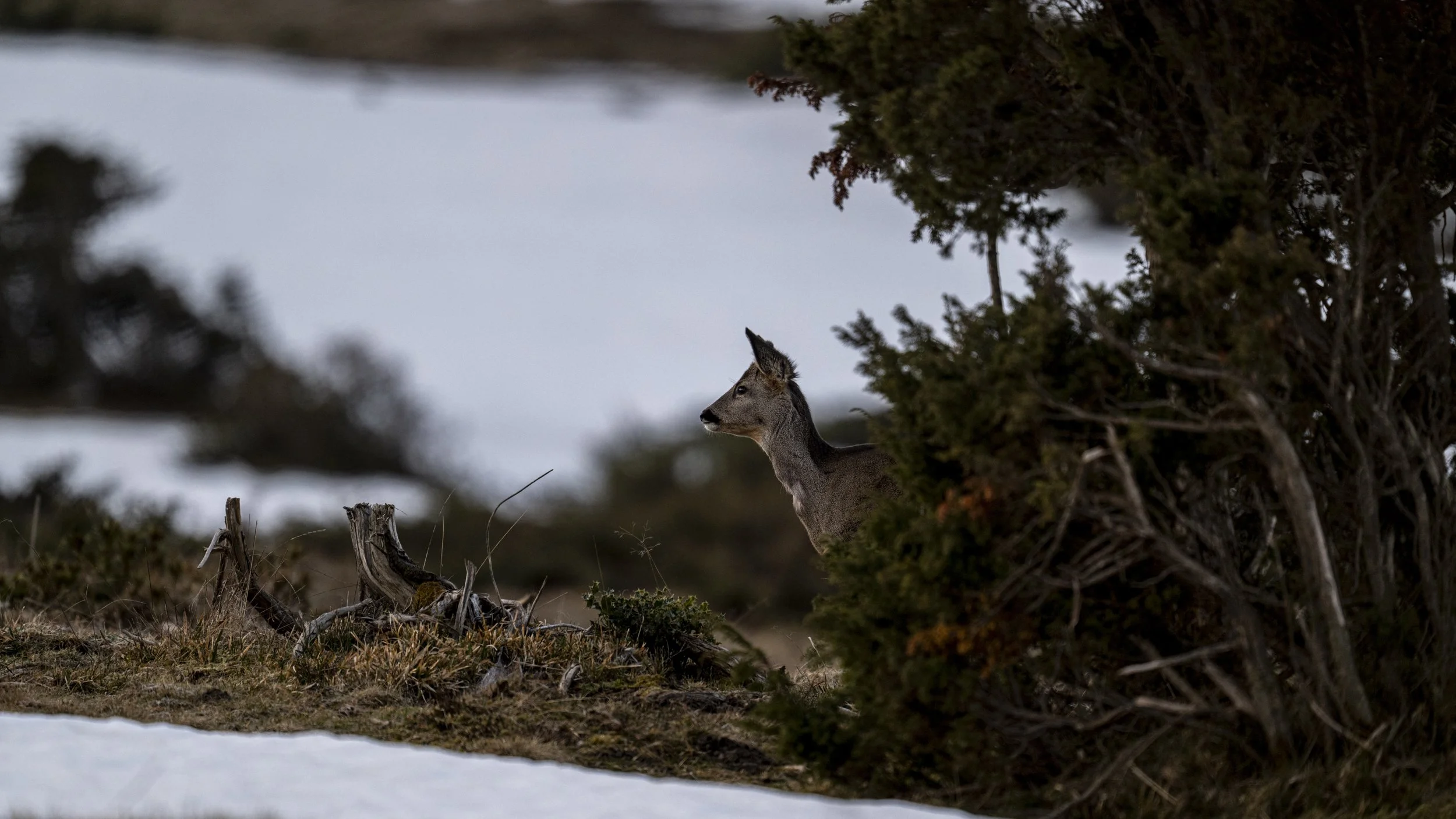 _DSC3446.jpg
