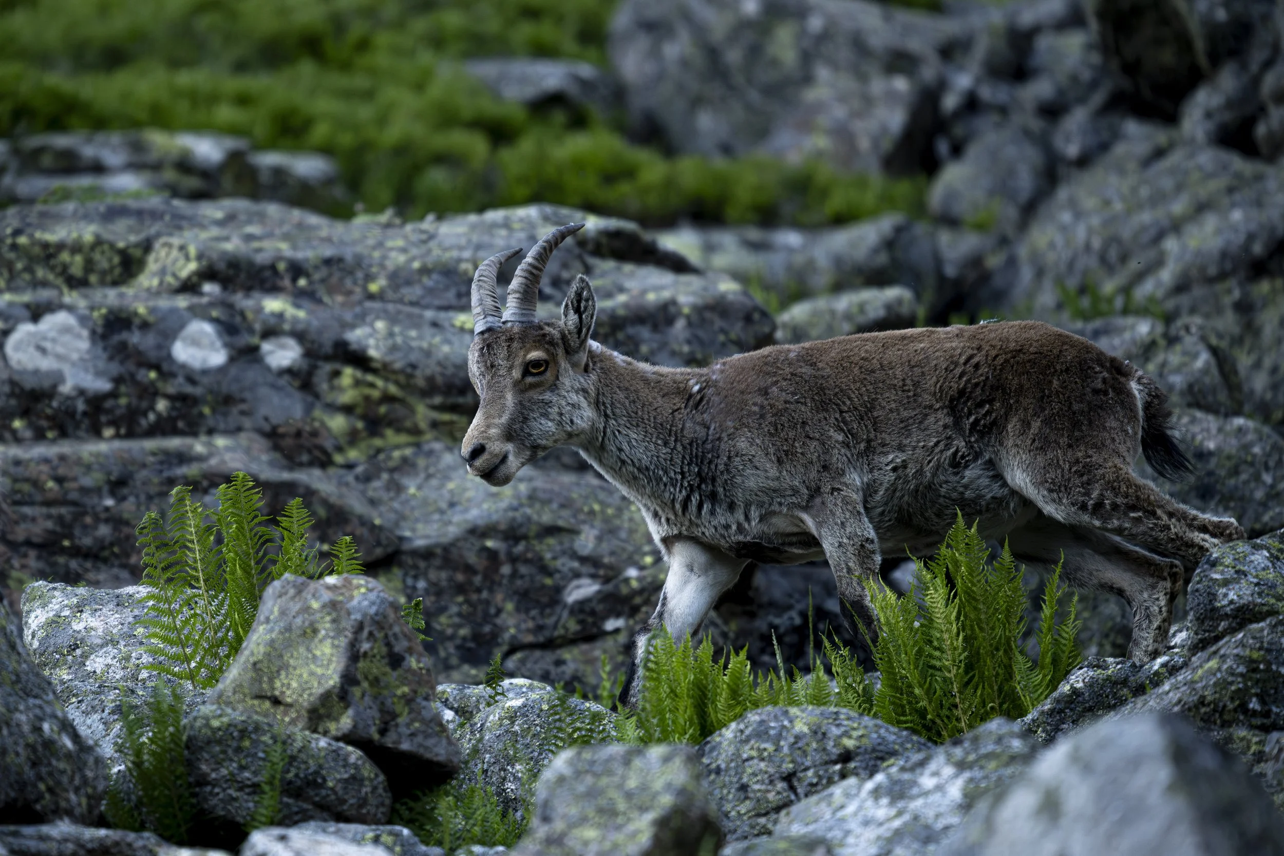 _DSC7900.jpg