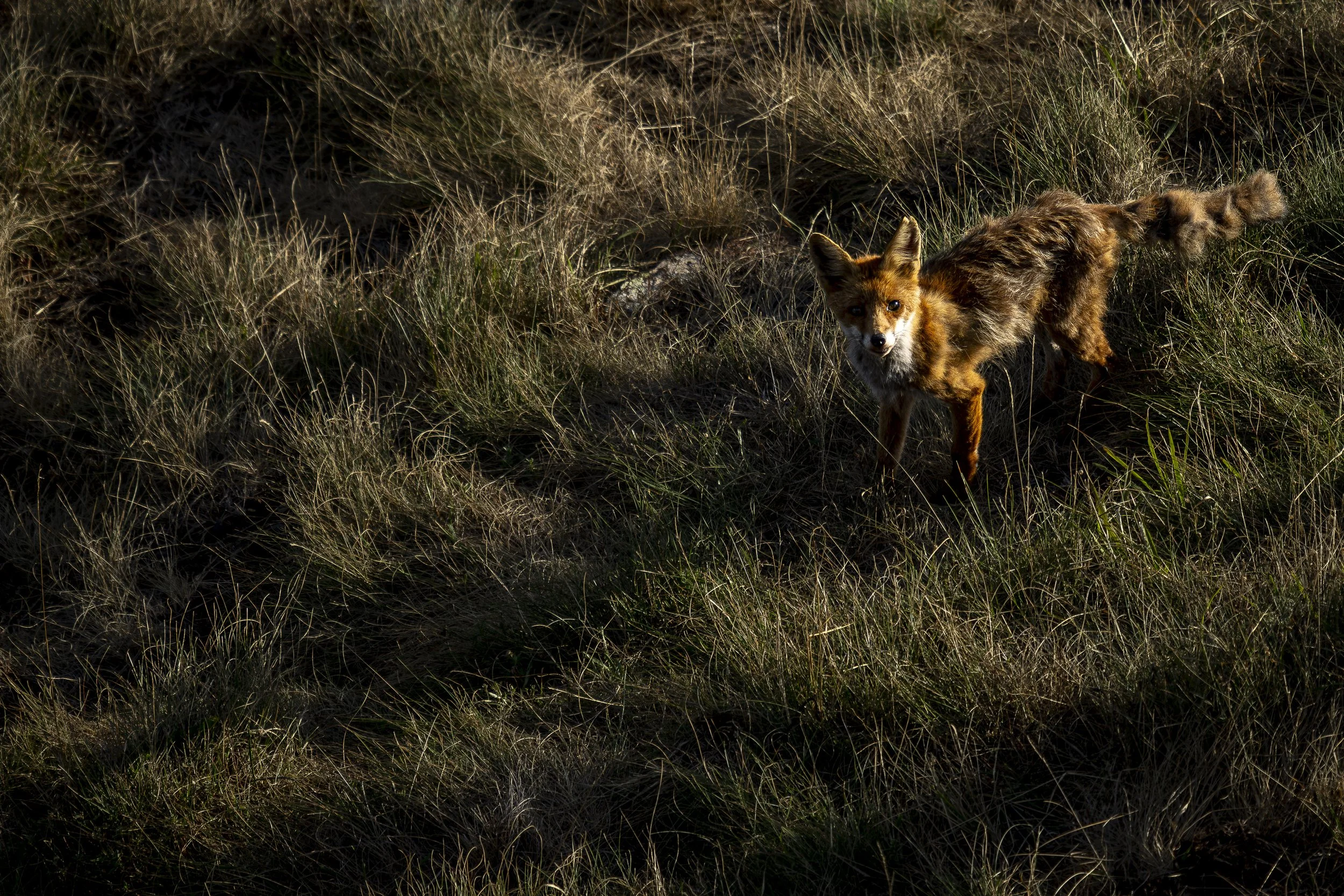 _DSC9399.jpg