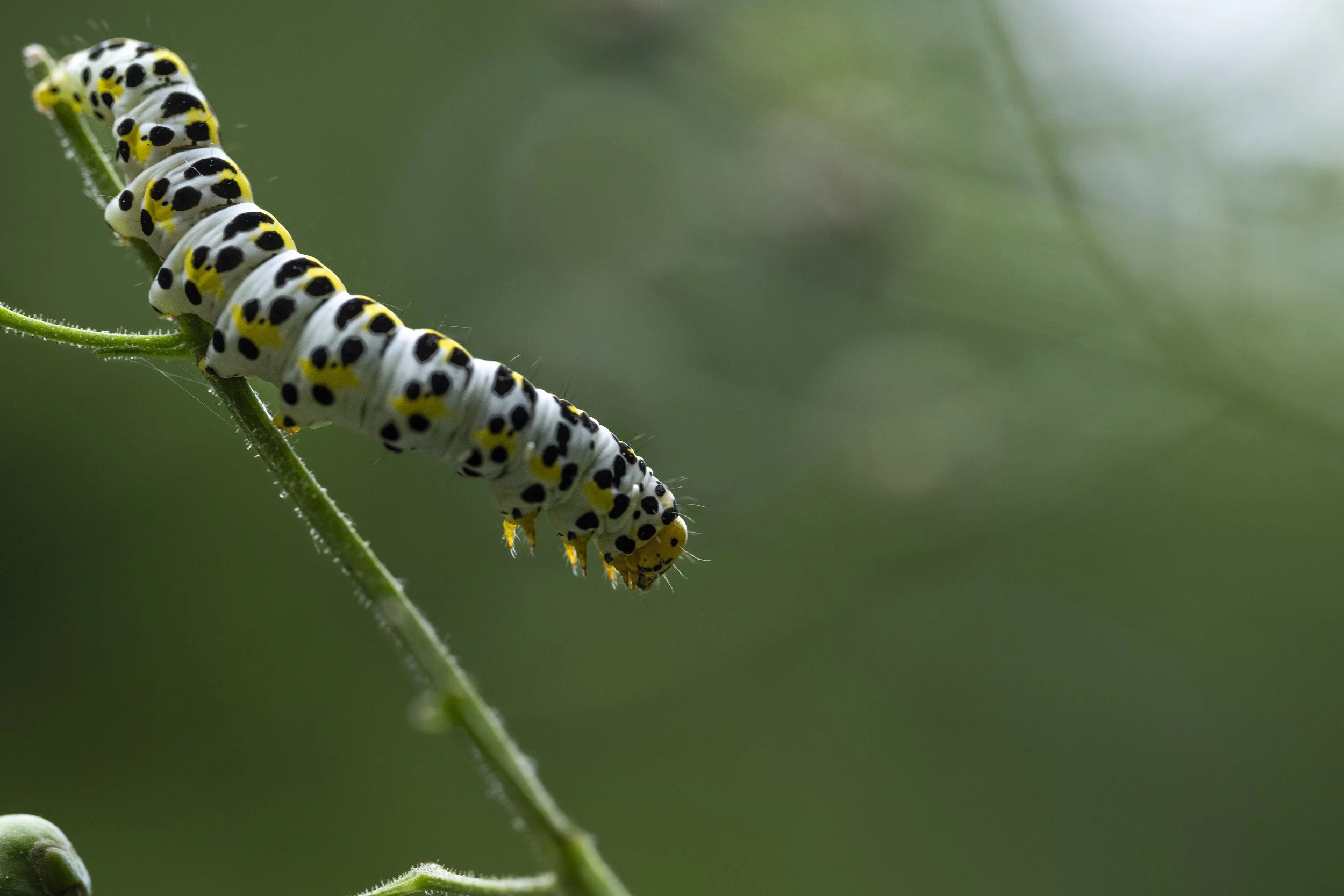 _DSC9001.jpg