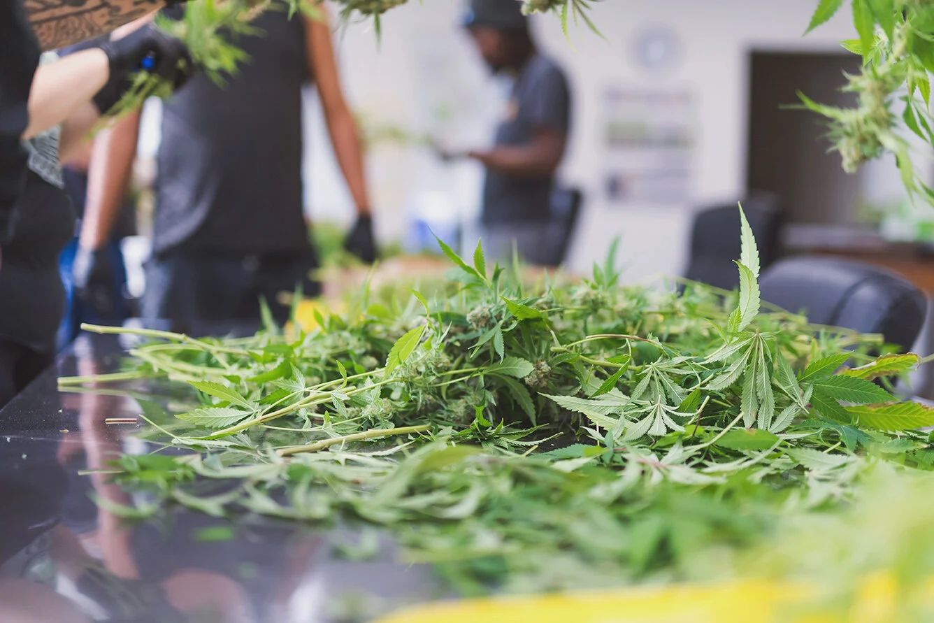 CANNABIS_websize.jpg