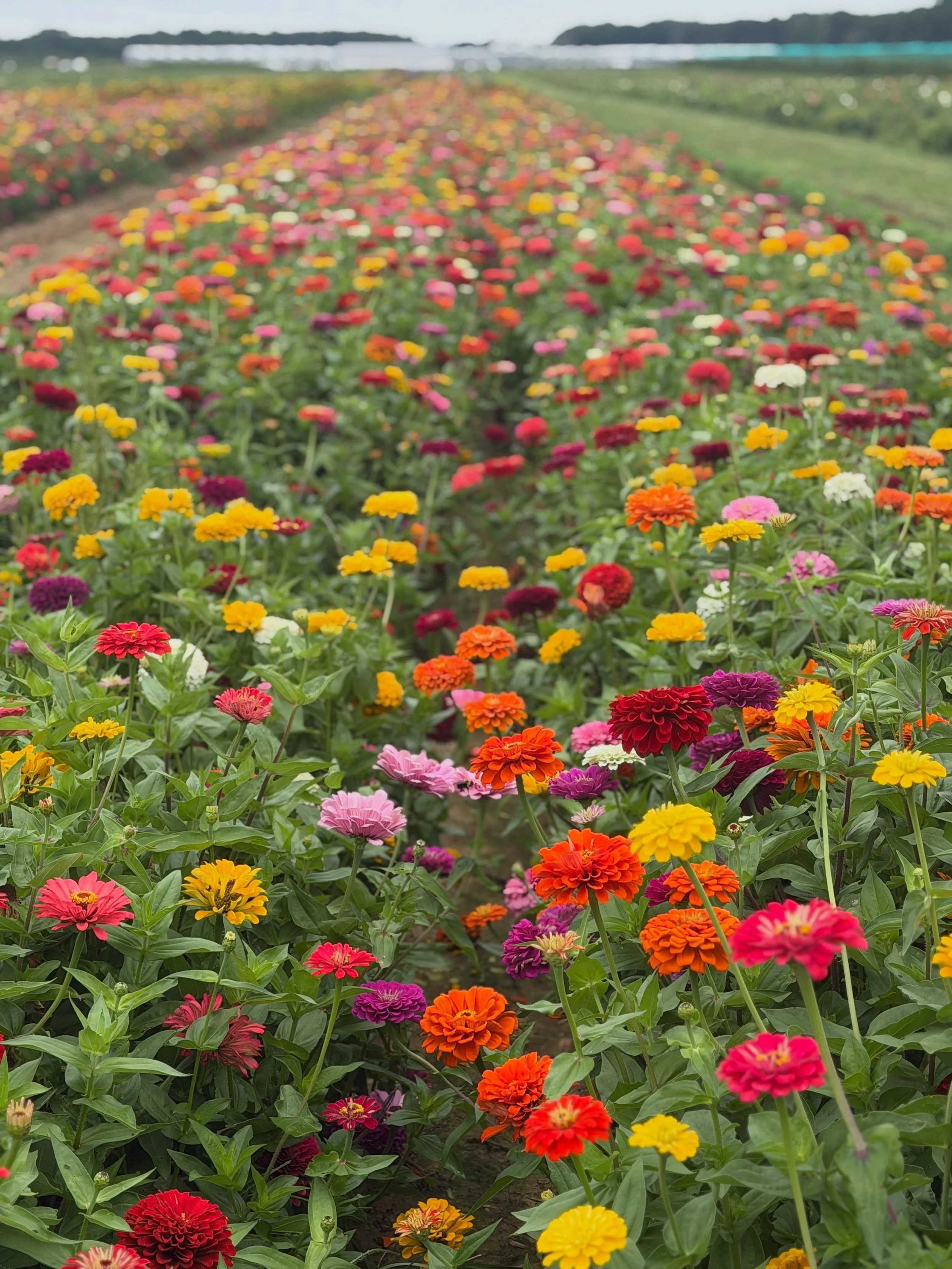 August on the North Fork- some highlights! ☀️🍉🌸⛵️

Beach sunsets- Kenney&rsquo;s and McCabes are the best 

More farm stands than I can count. @countryviewsouthold, @sangleefarms, @pattysberriesandbunches three of my favorites 

Greenport- fun shop