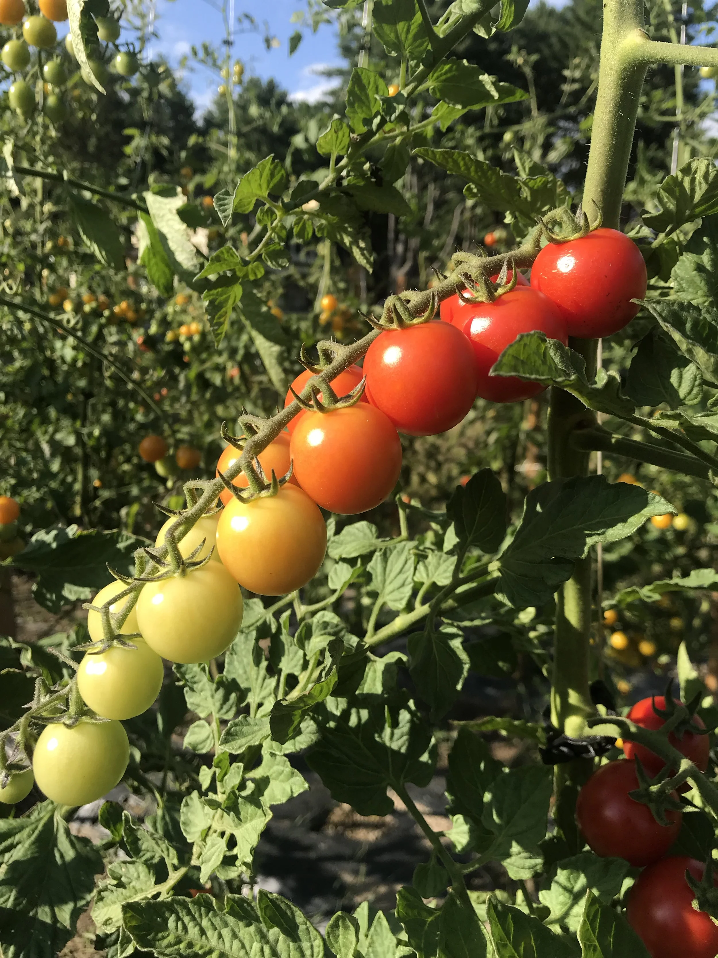 August Seasonal Produce Guide for Southern California