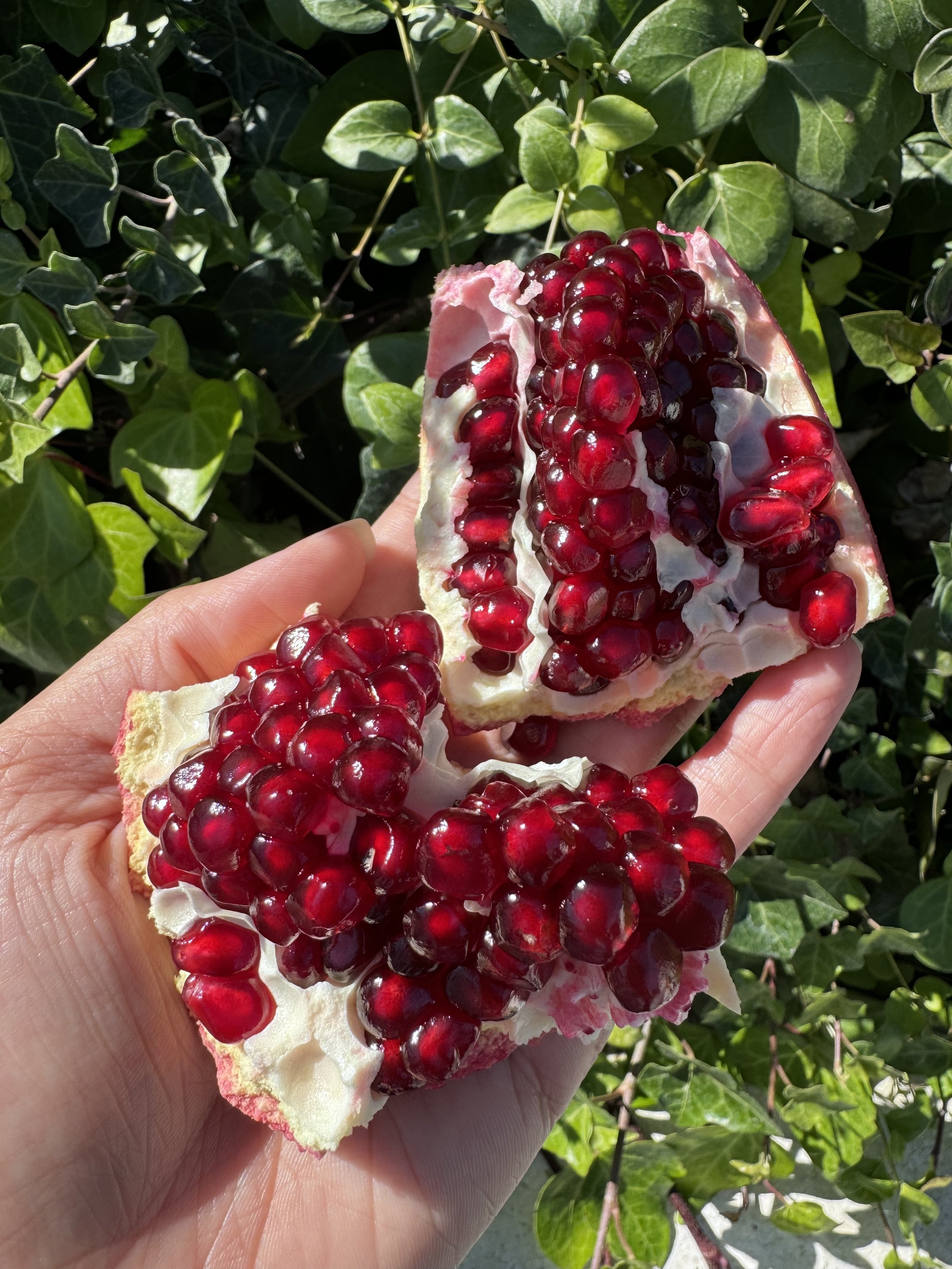 September Seasonal Produce Guide for Southern California