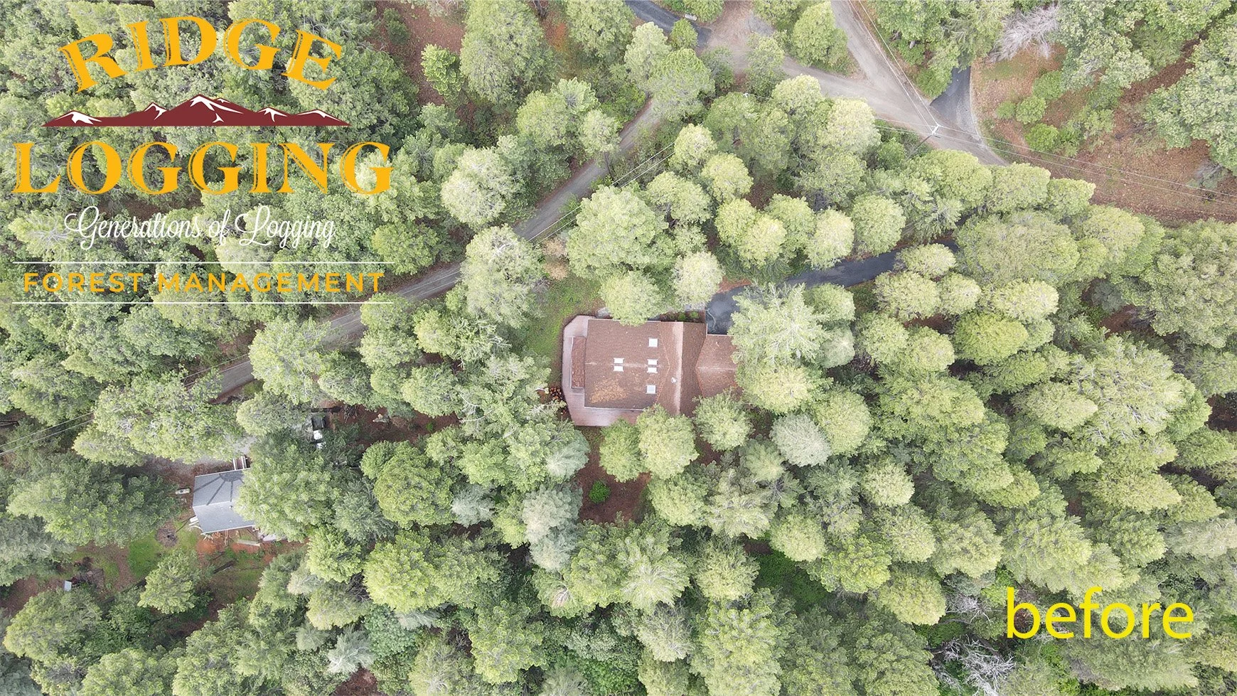 wing of morning before logging final.jpg