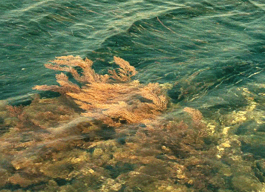 La Collectionneuse (1967) dir. Éric Rohmer.gif