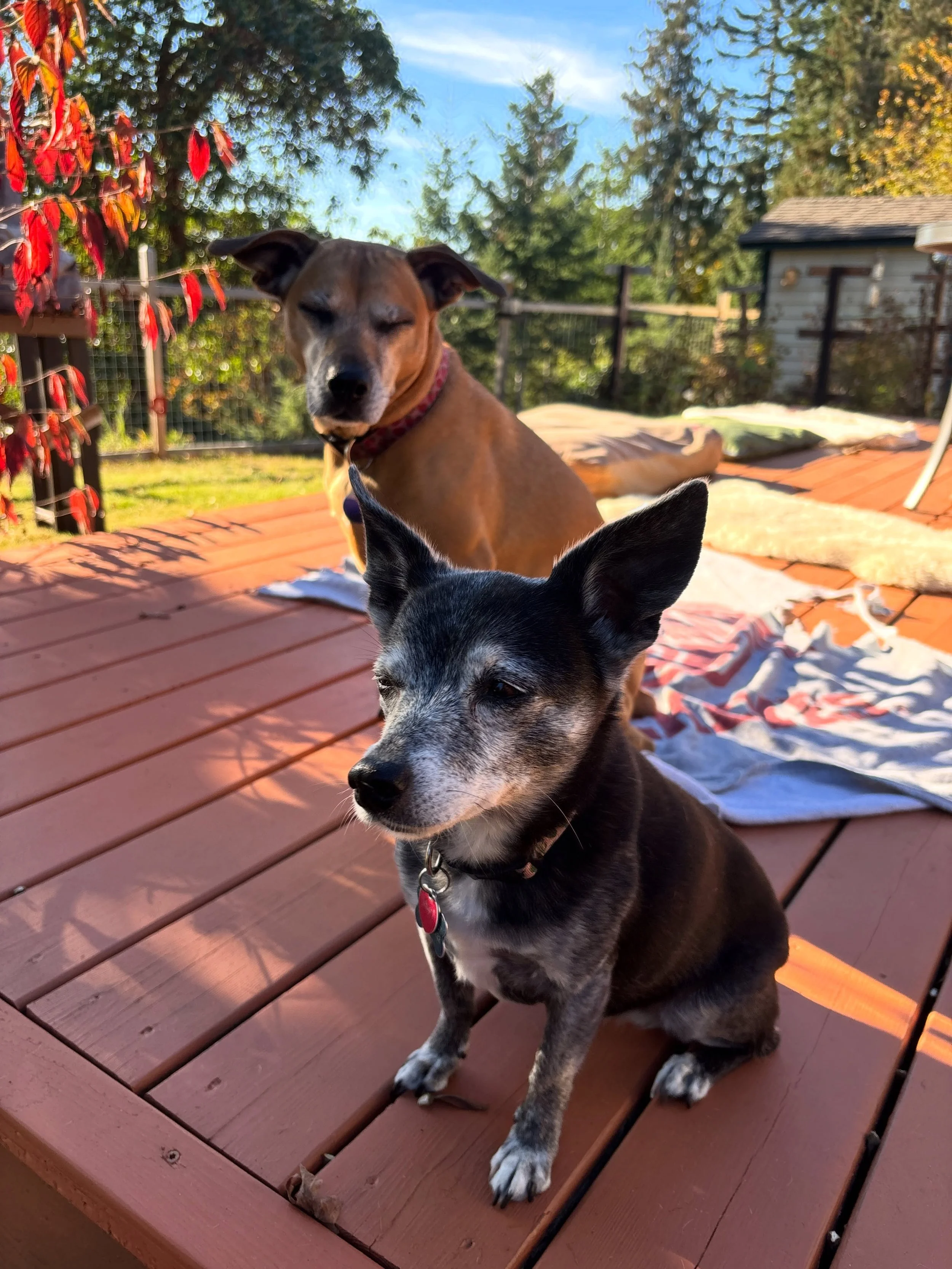 I love my dogs.  And fall.  Happy Friday!
#kasidawg #nibblesdawg #fallvibes