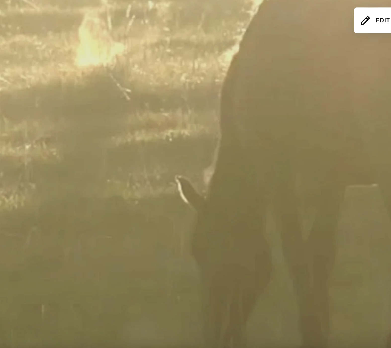 The Art of Grieving with Horses