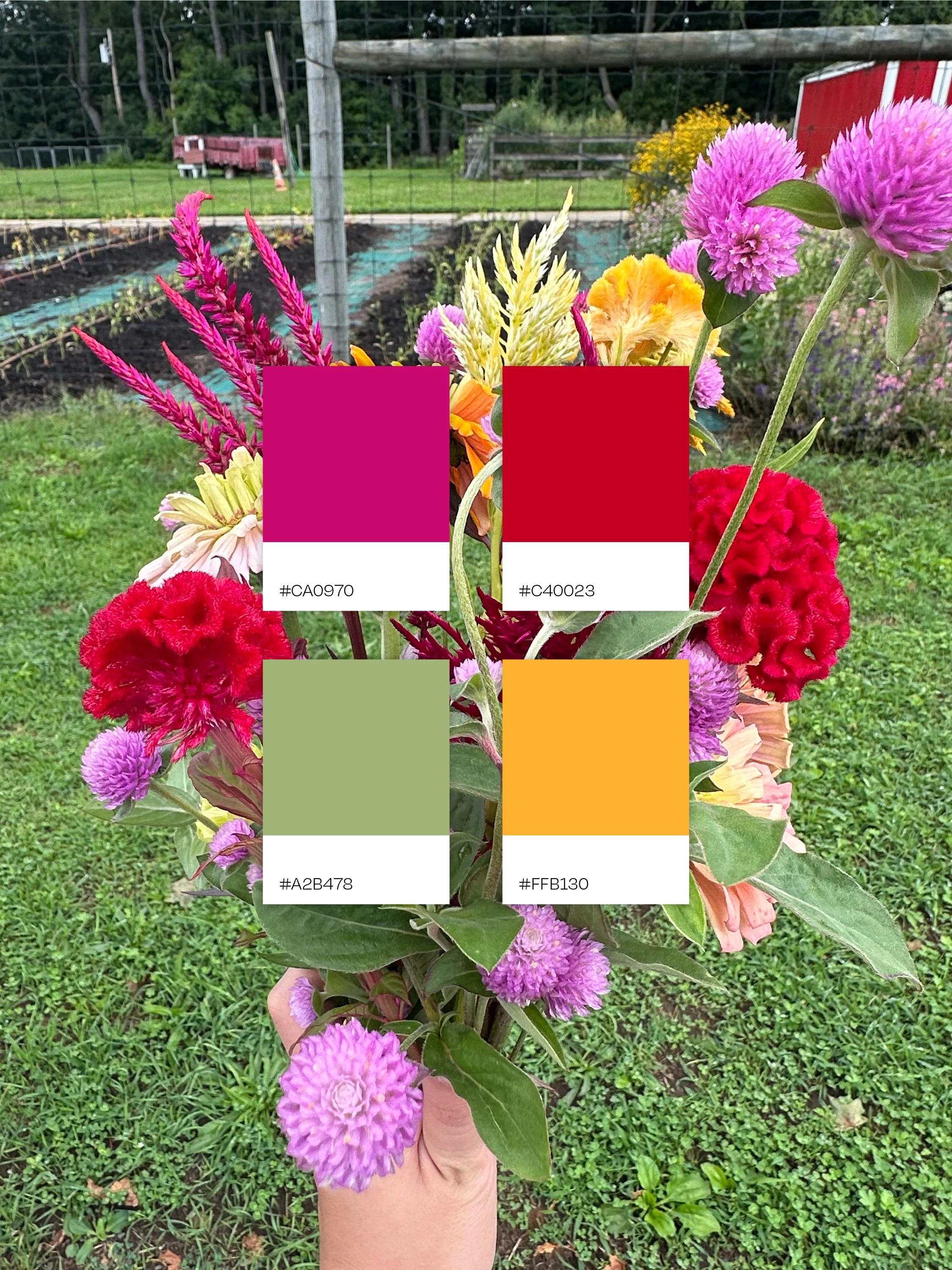 Bright bouquet of pink, red, and gold flowers from a pick-your-own flower farm