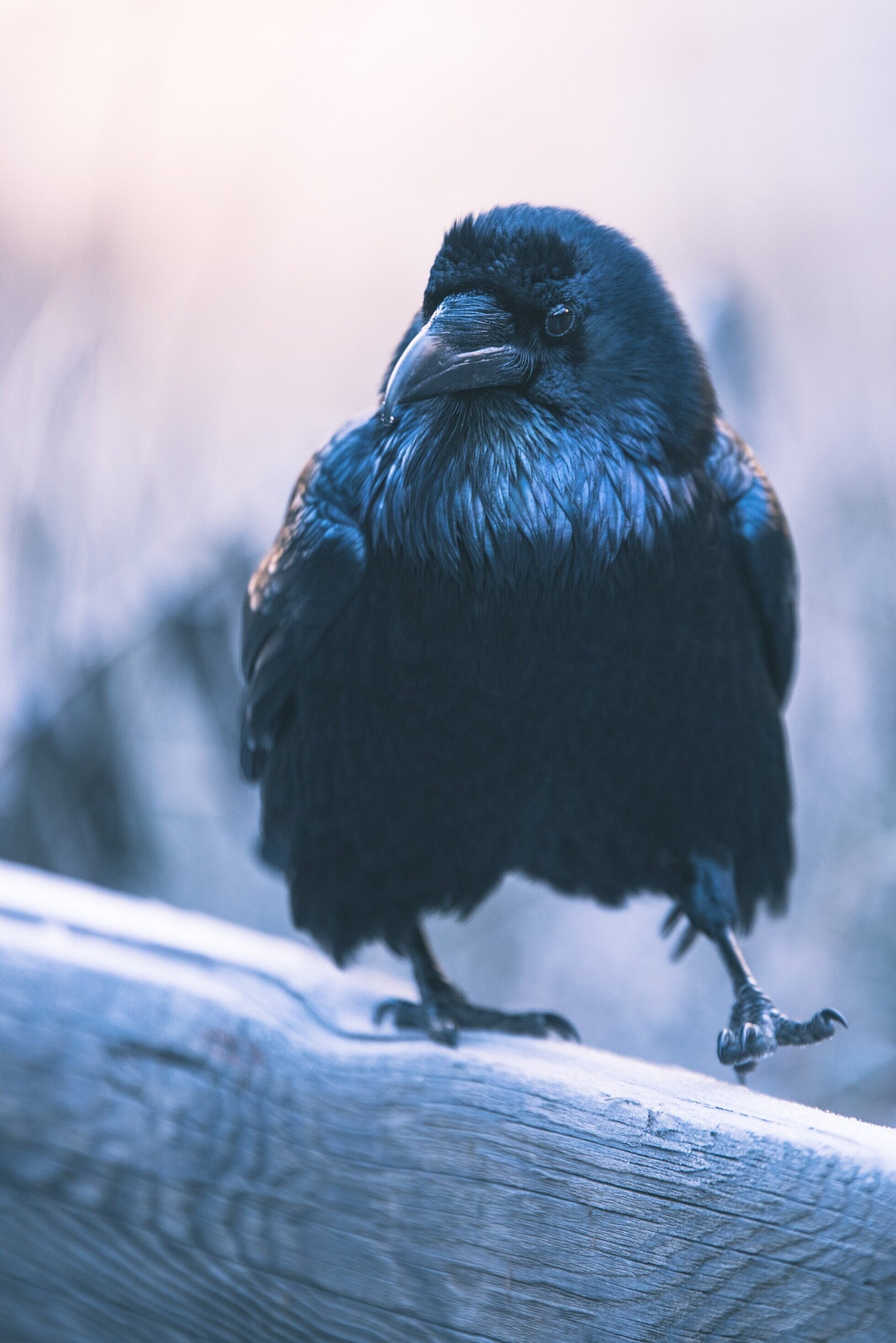 Spiritual Meaning and Significance of Seeing a Crow — Whispering Wings  Healings