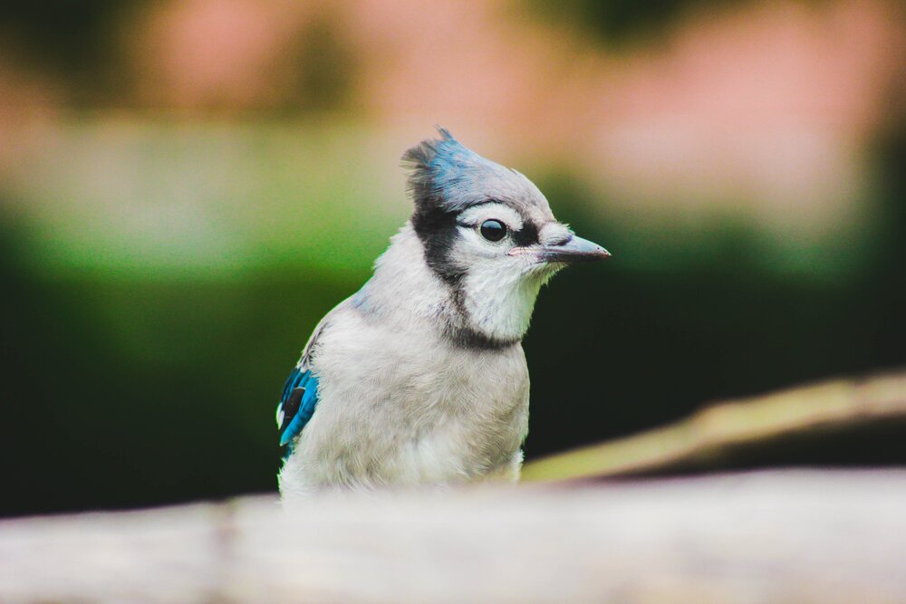 Spiritual Meaning And Significance Of Seeing A Blue Jay Whispering Wings Healings