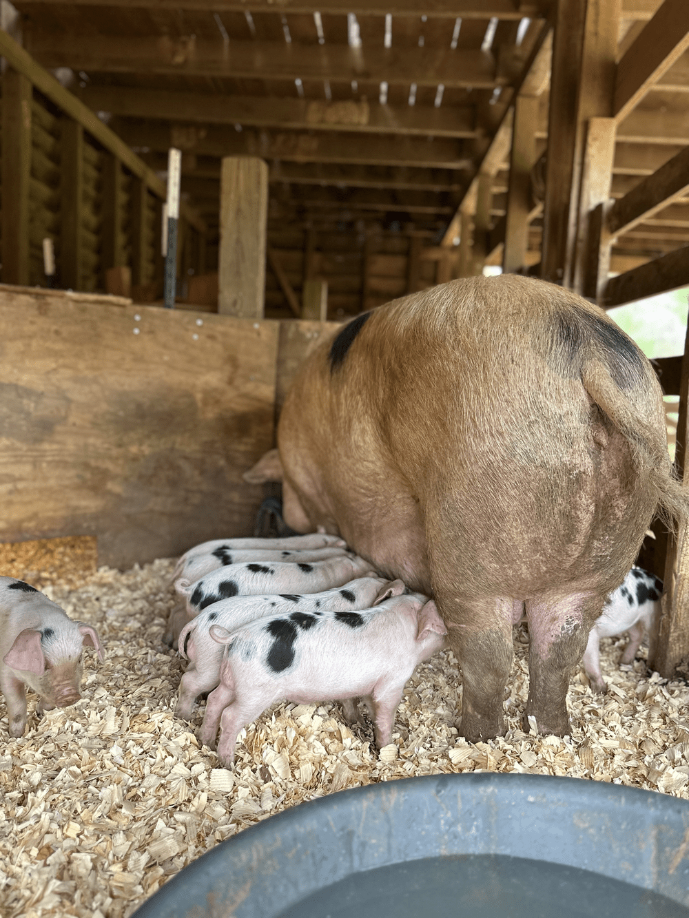 Gallery 3 — Rock House Farms, LLC.