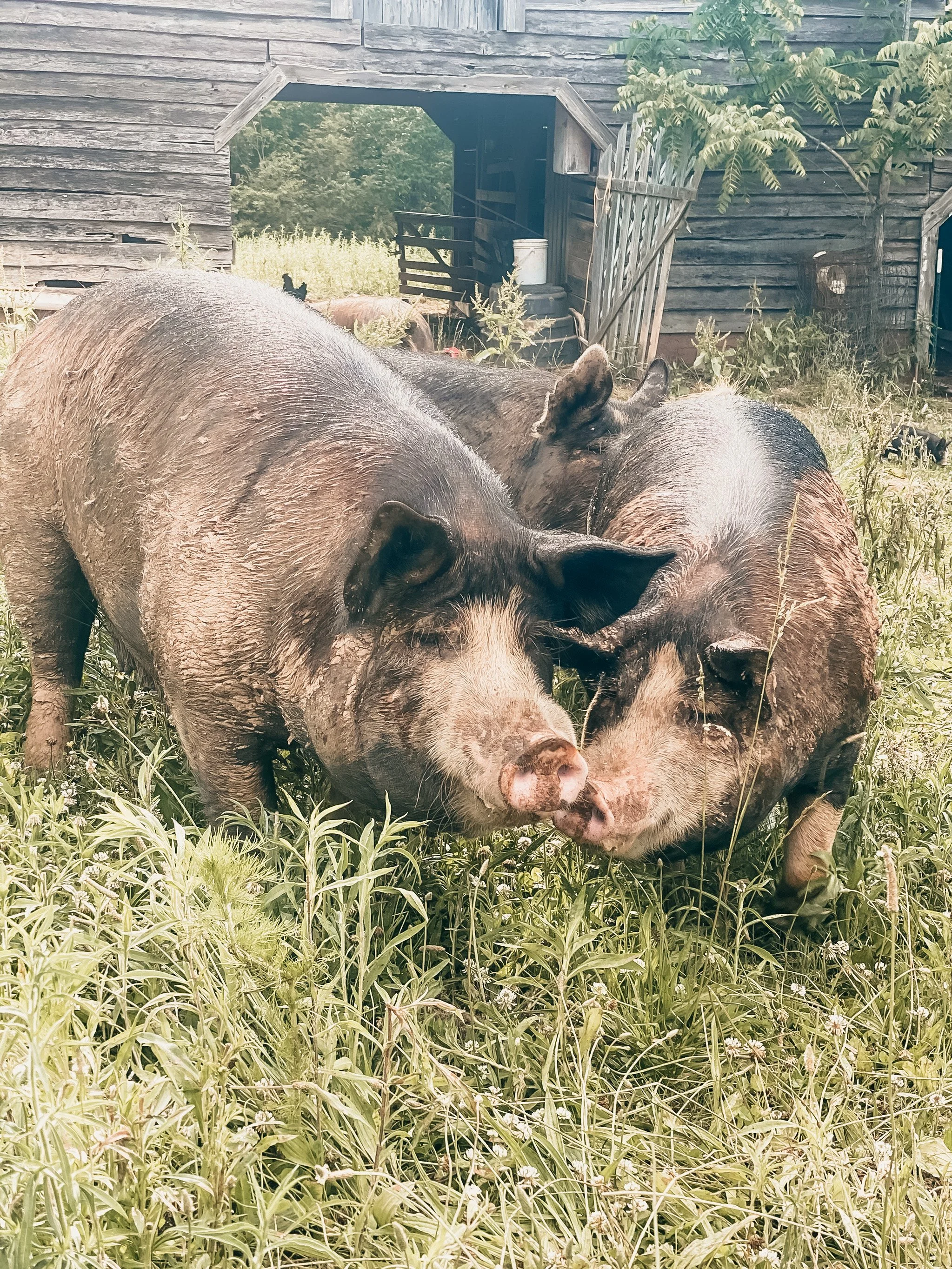 Rock House Farms, LLC.