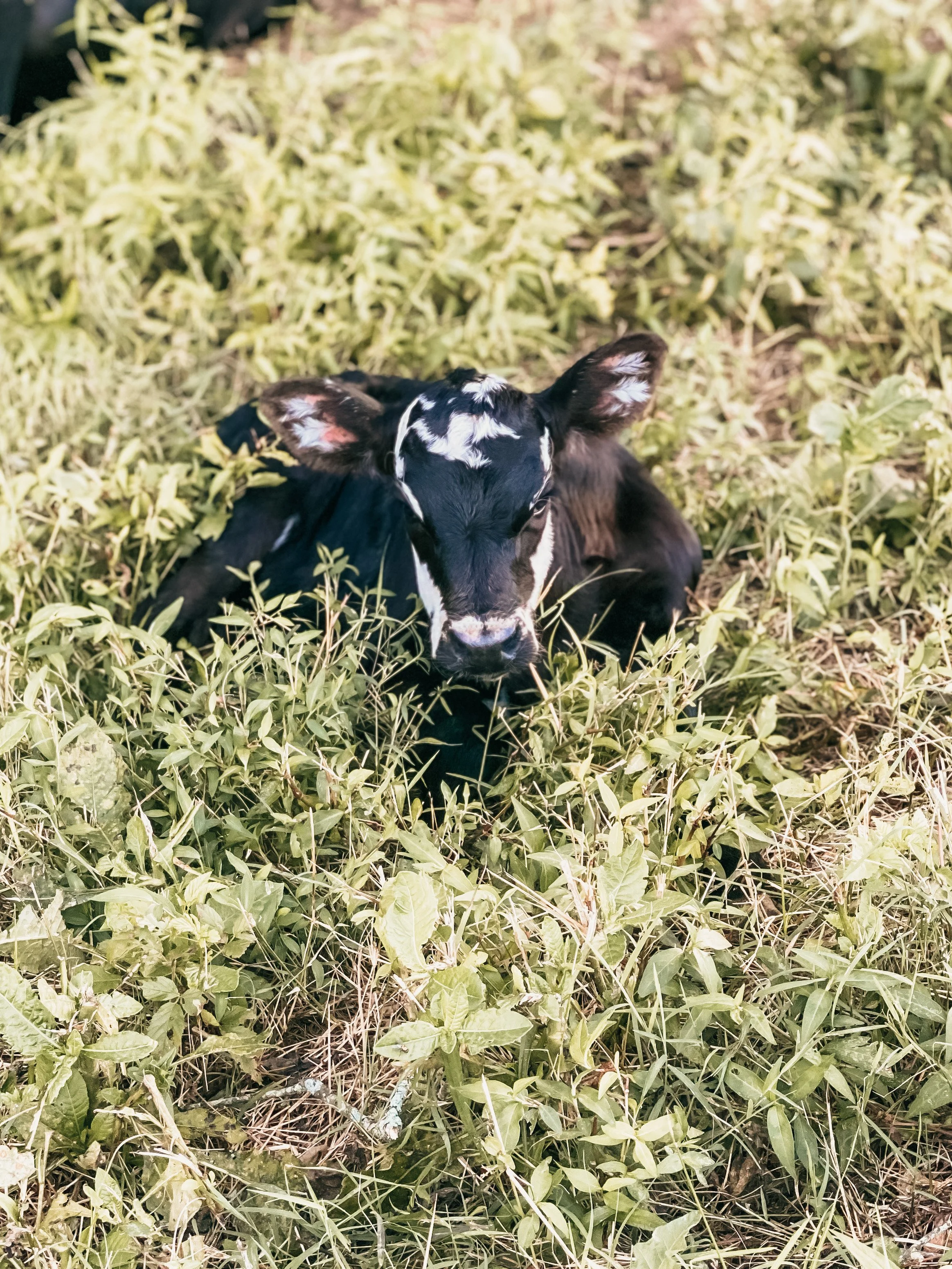 Rock House Farms, LLC.