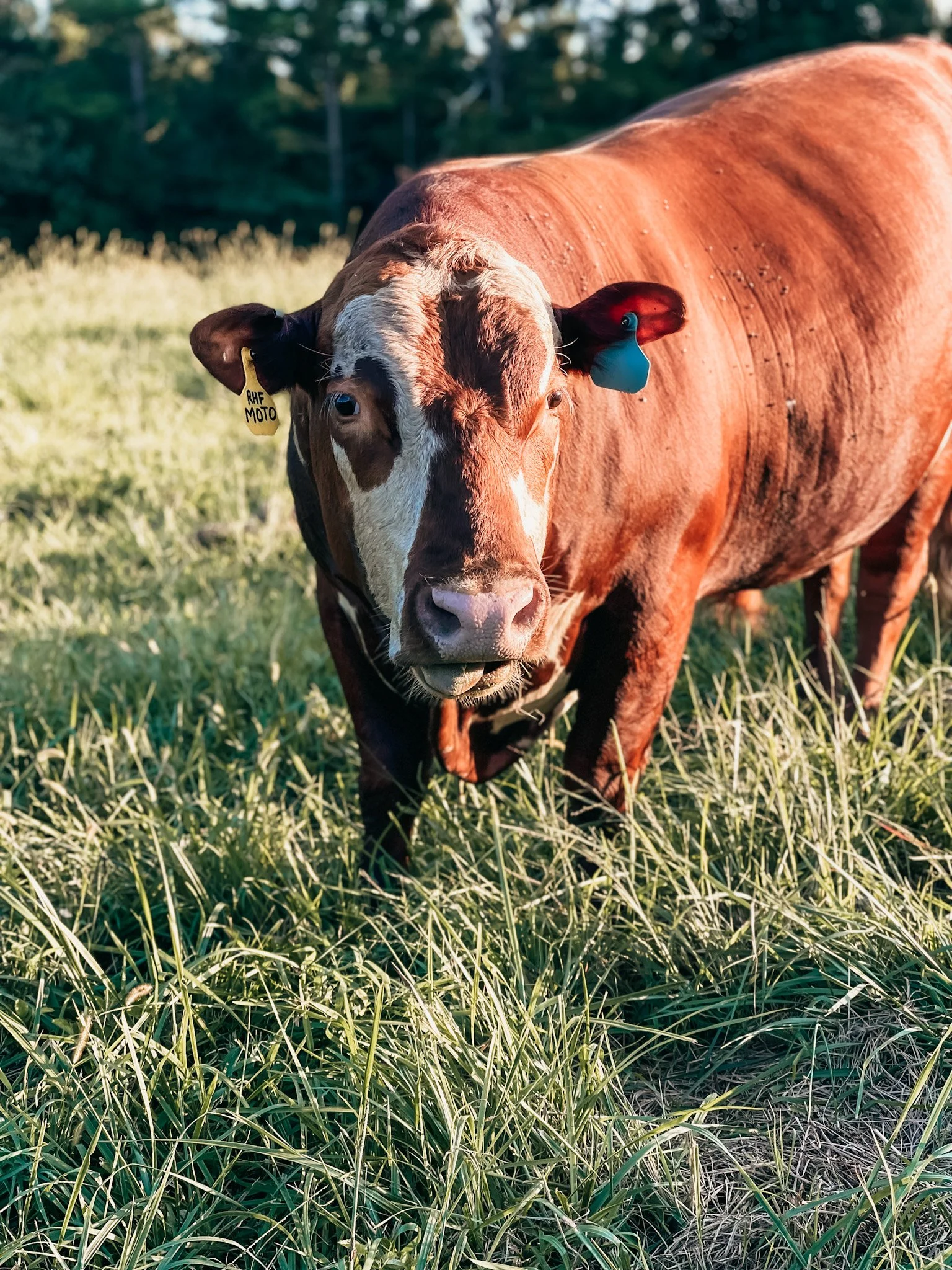 Rock House Farms, LLC.